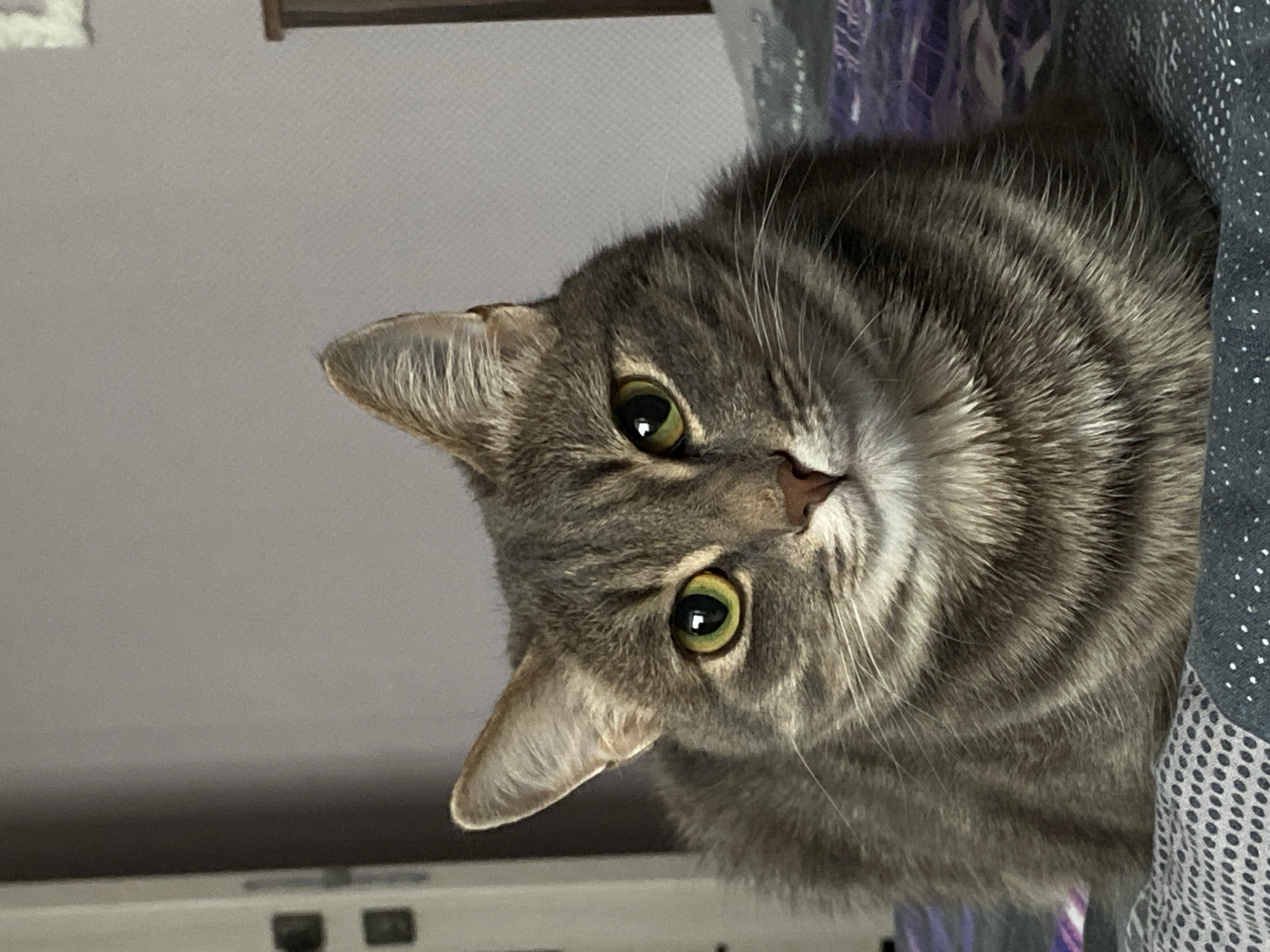 Gray tabby cat photographed on bedding in Markovskii, Russia