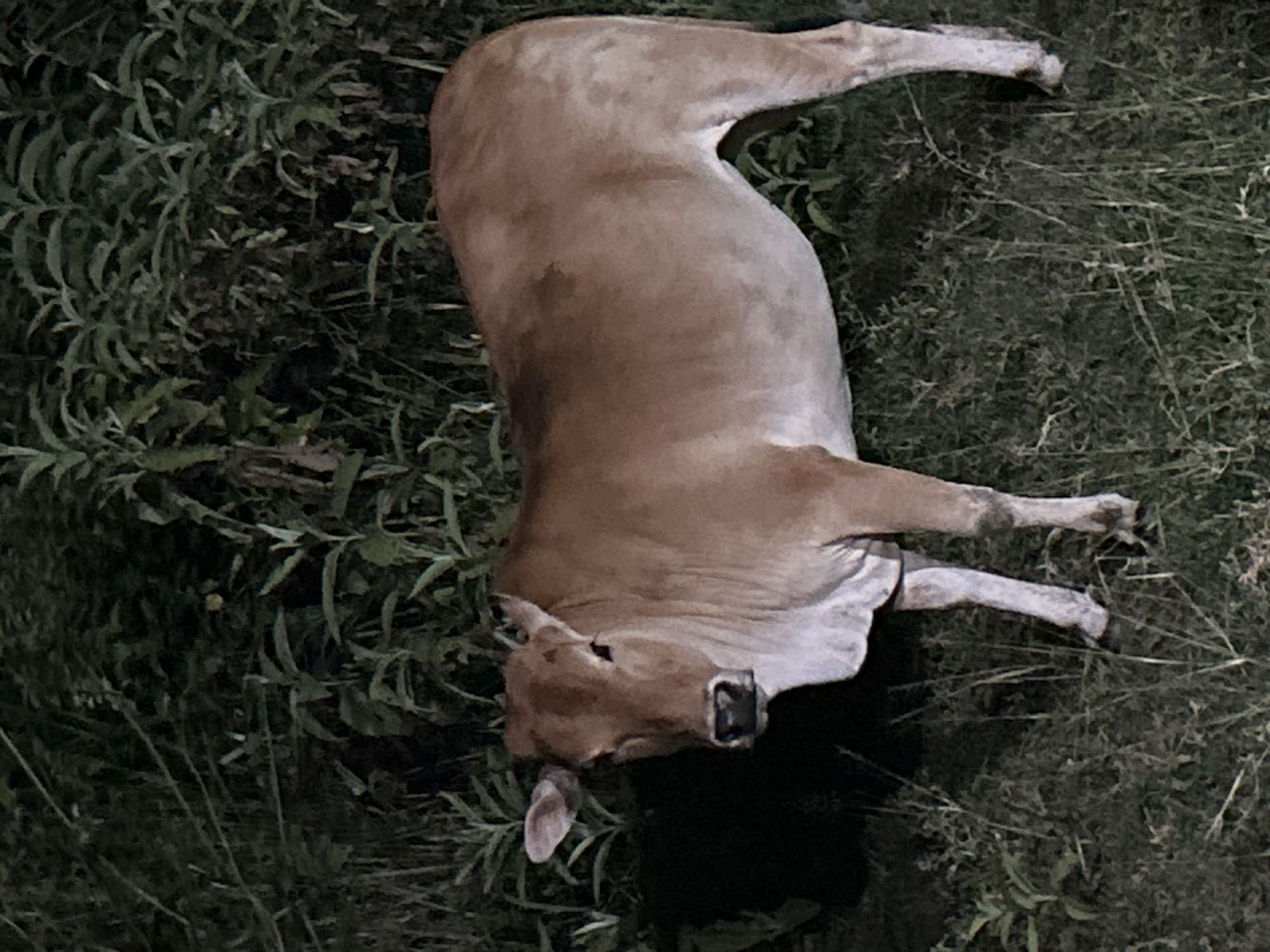 Cow grazing at night in Lhokseumawe, Indonesia