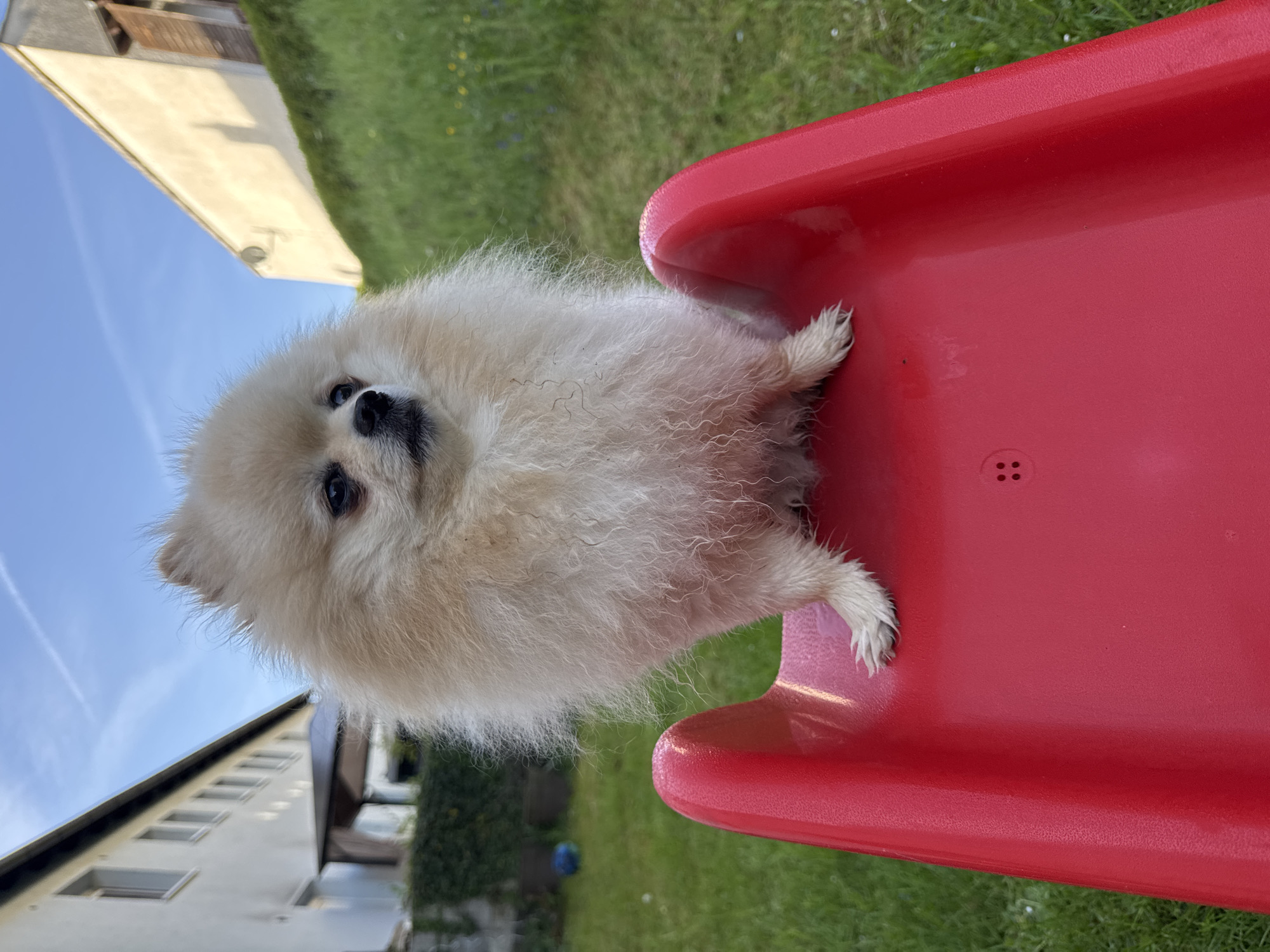 Pomeranian dog photographed playing with children's toys in German backyard