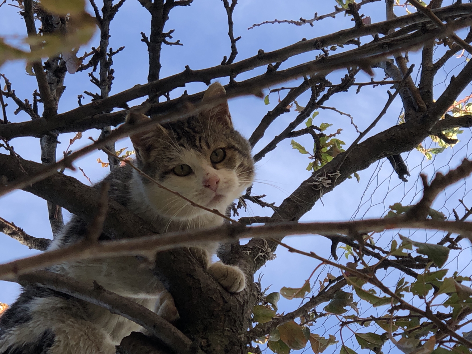 Cat spotted in tree branches in La Paz
