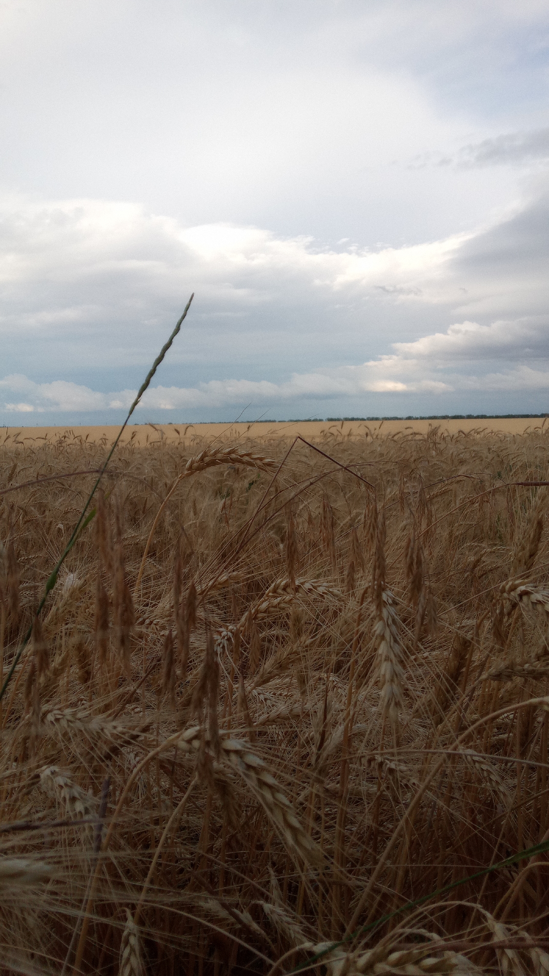 Ripe wheat field up close on a cloudy day