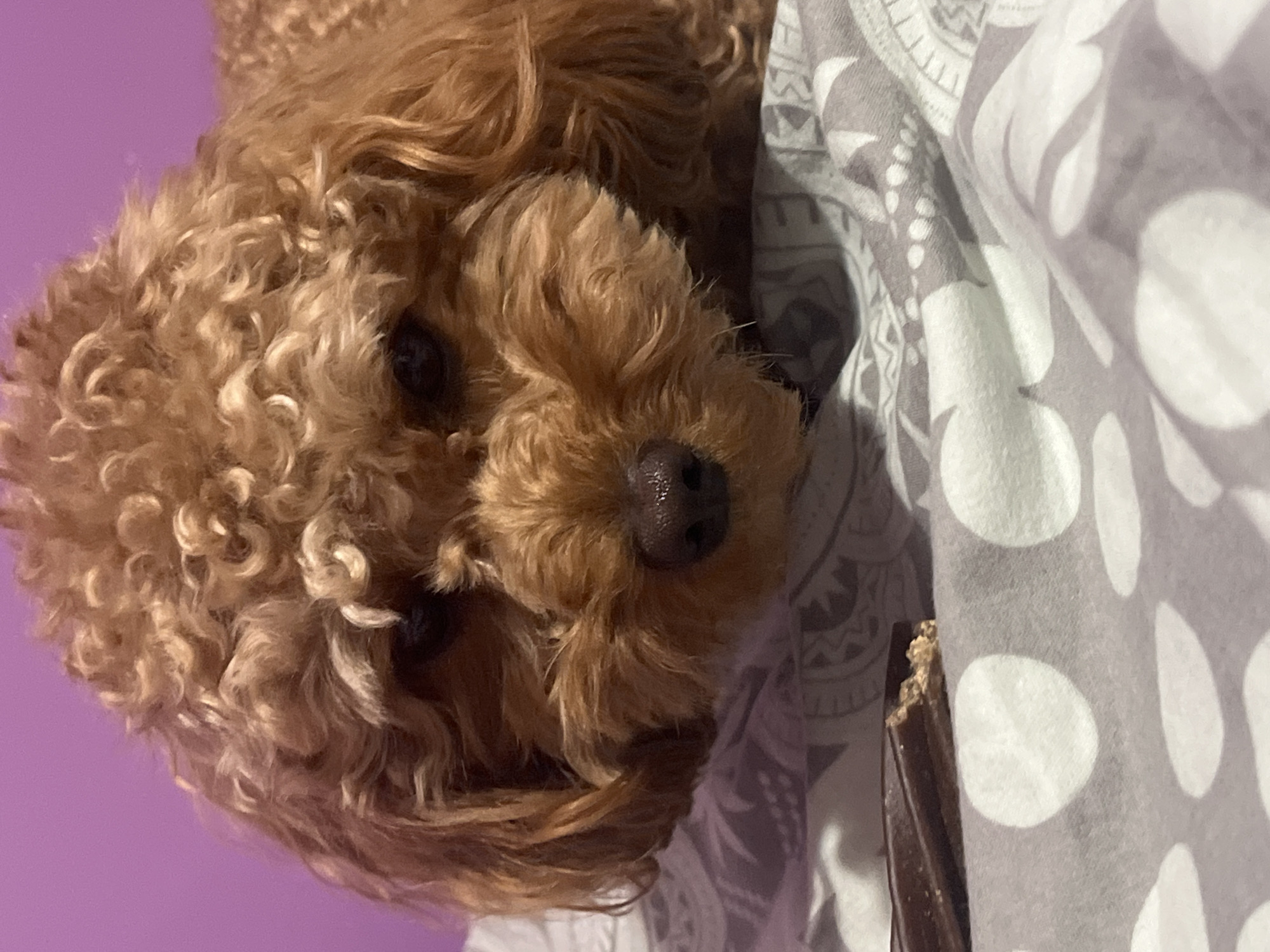 Brown poodle photographed relaxing on bed in Pazardzhik, Bulgaria