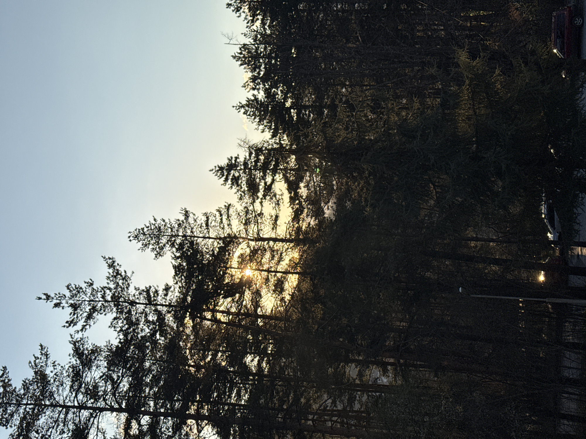 Sunlight through pine trees captured in Etropole, Bulgaria
