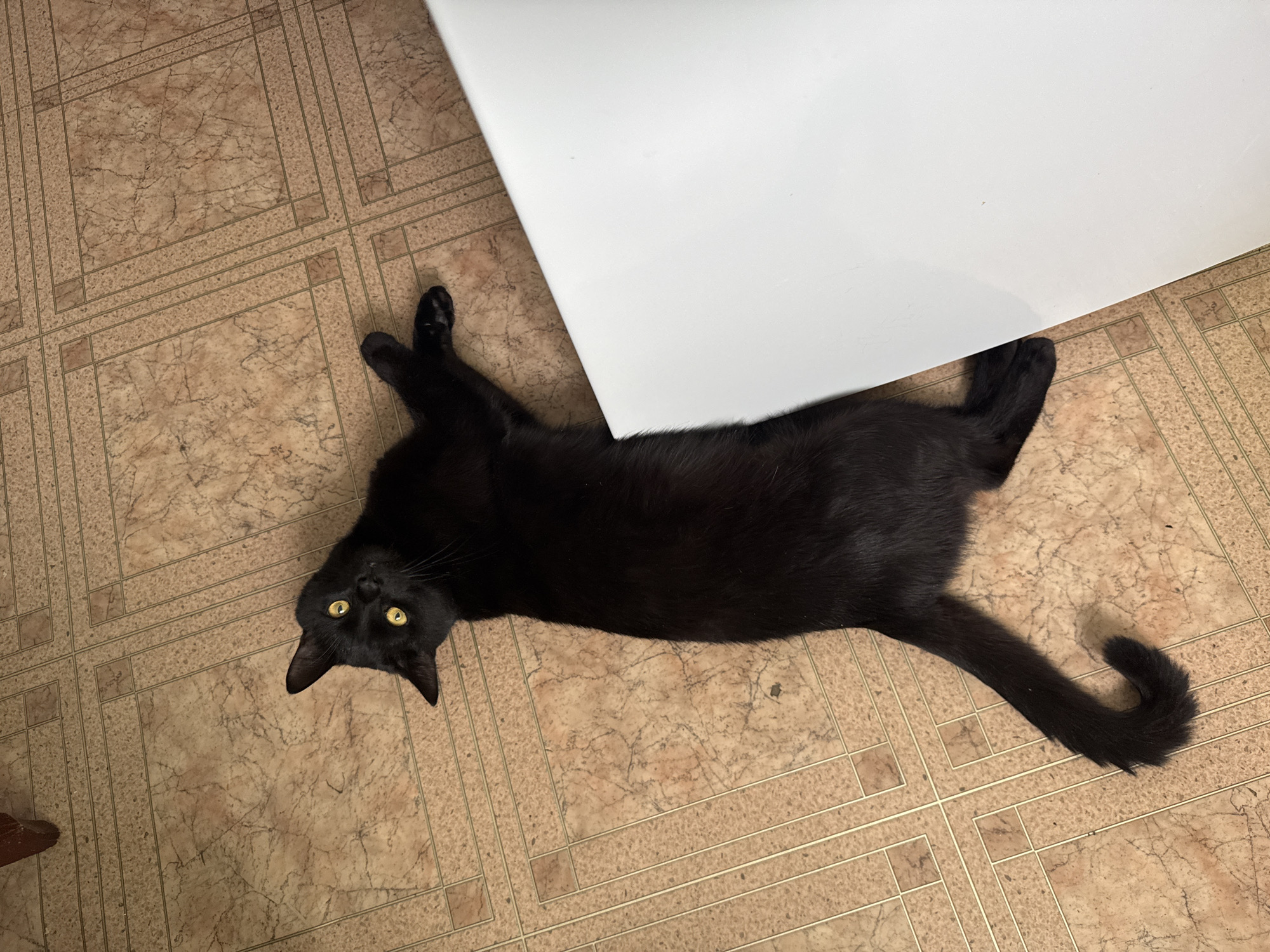 Black cat with yellow eyes spotted in Chaikovsky home