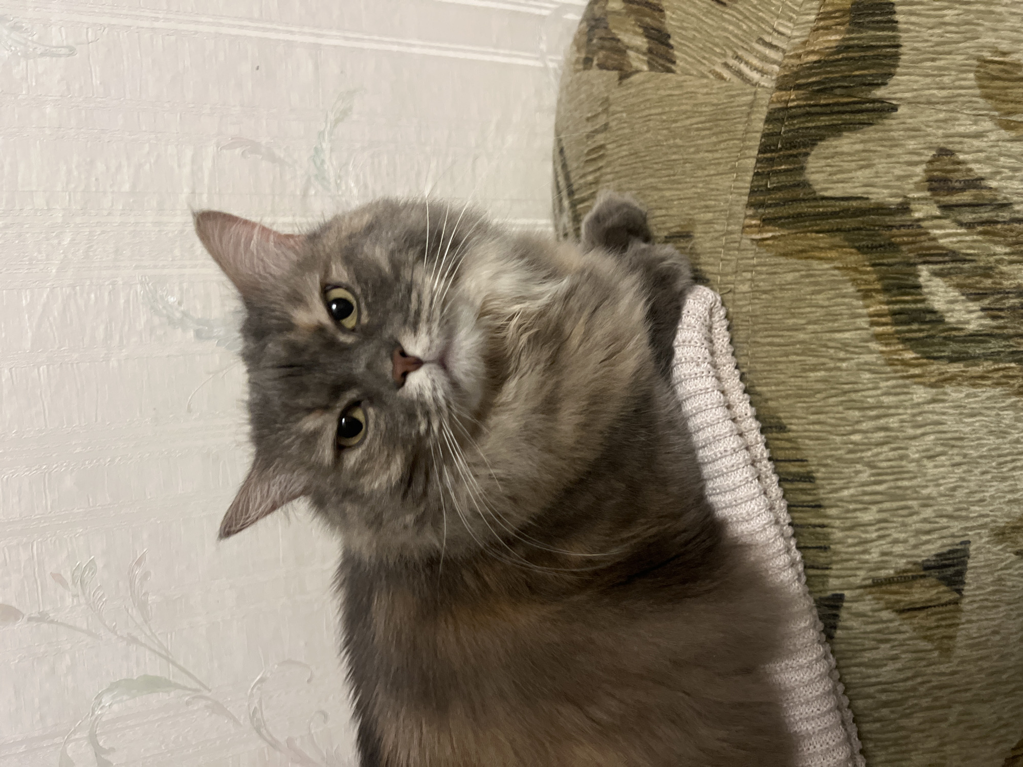 A quiet evening in at a Kyiv apartment, cats included
