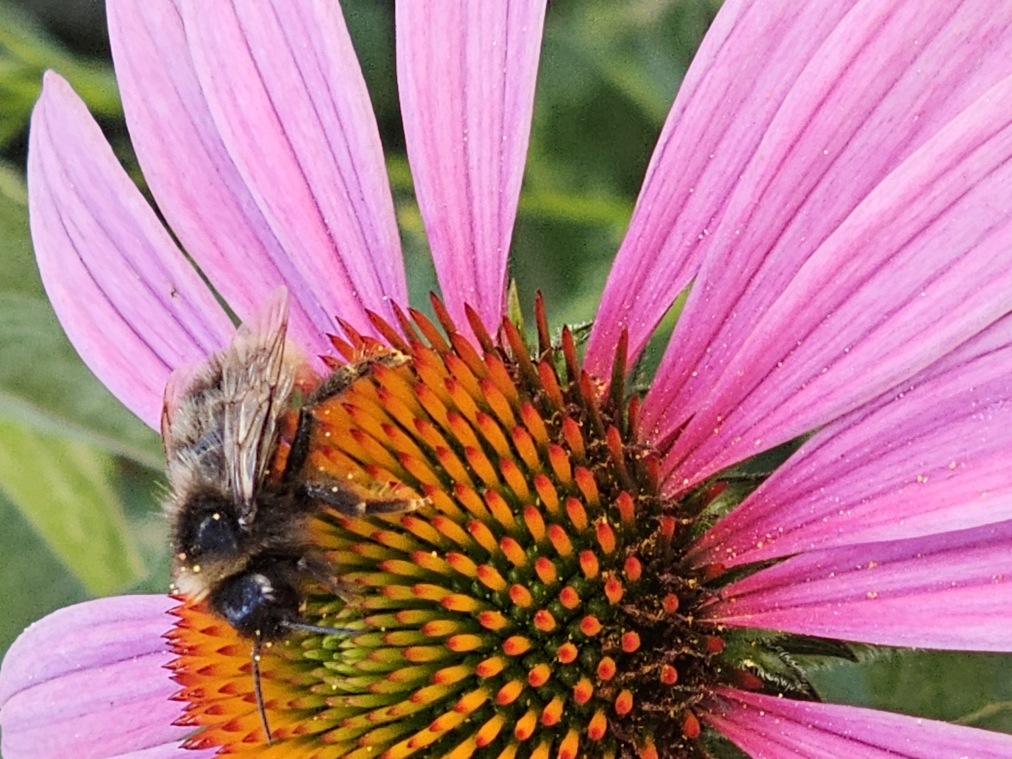 Bees, plums, and phlox in a Moscow garden in late summer