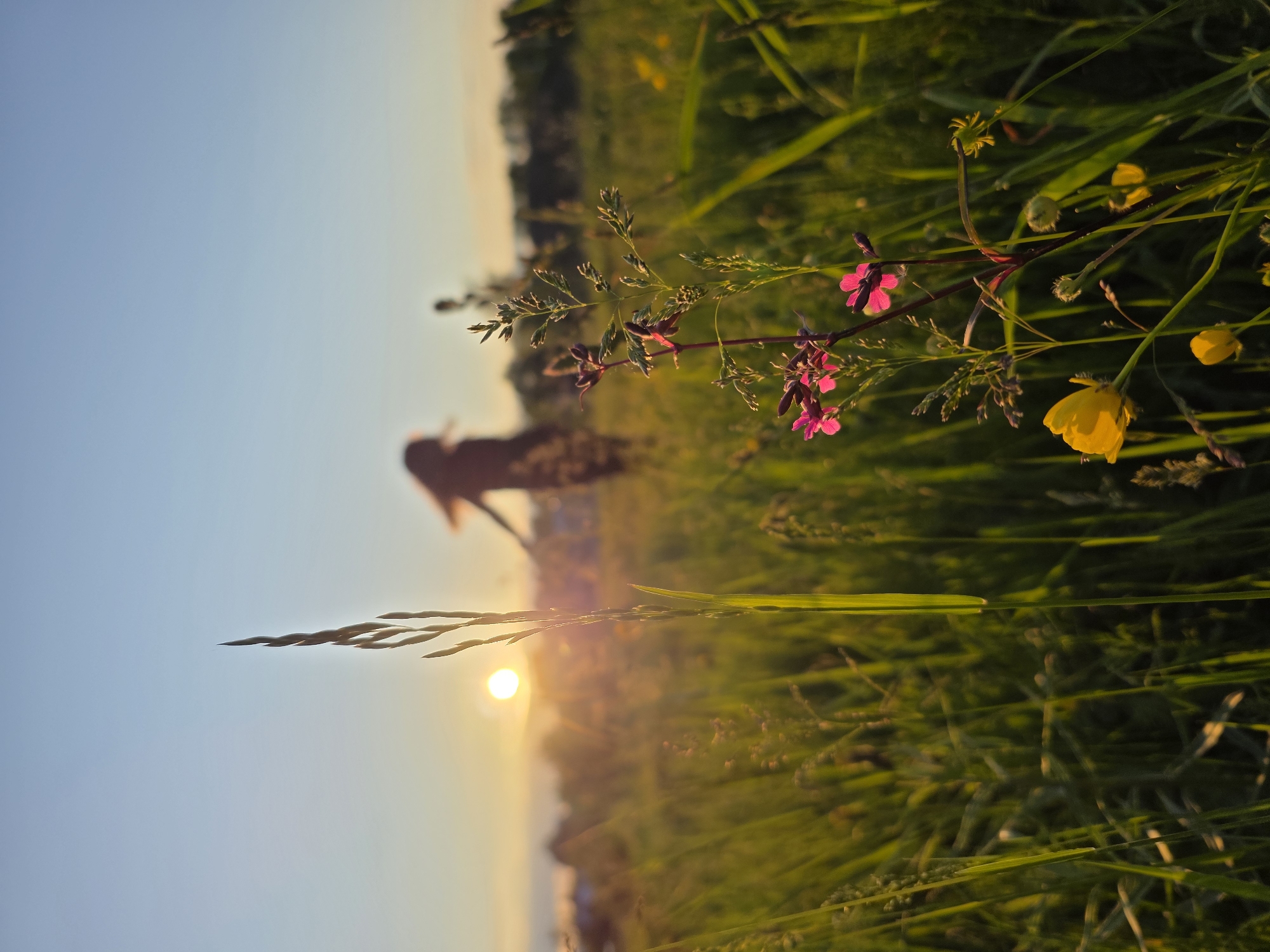 Golden hour photoshoot documented in Chaikovsky forests and fields