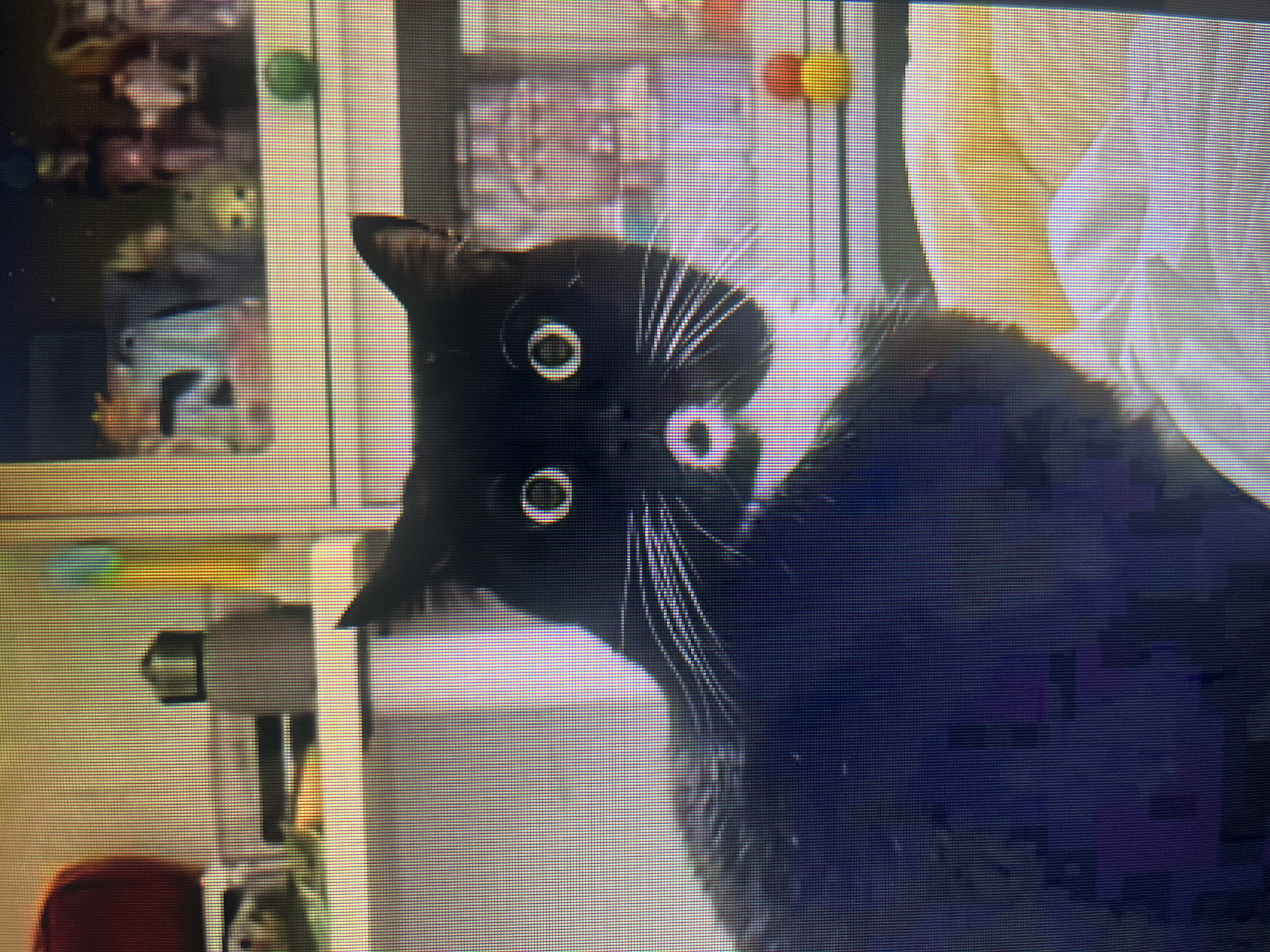 Black cat photographed with tilted head in Khimki