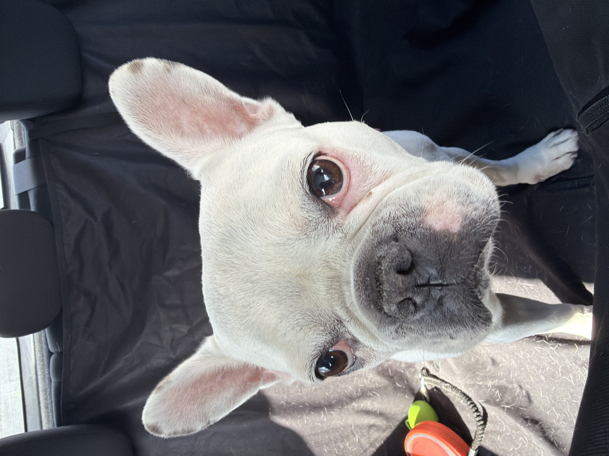 French Bulldog in colorful shirt photographed in Bulgarian village
