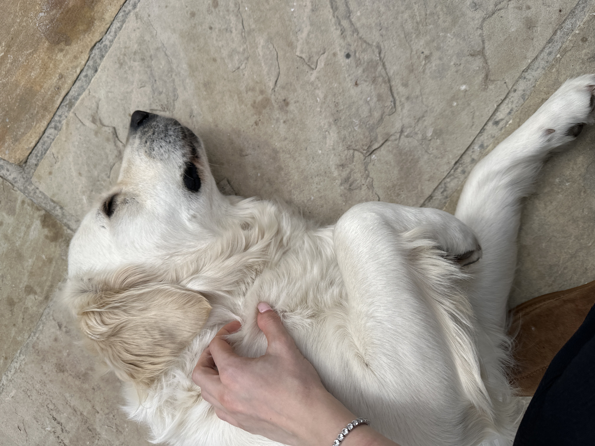 Golden retriever enjoys belly rubs on London street