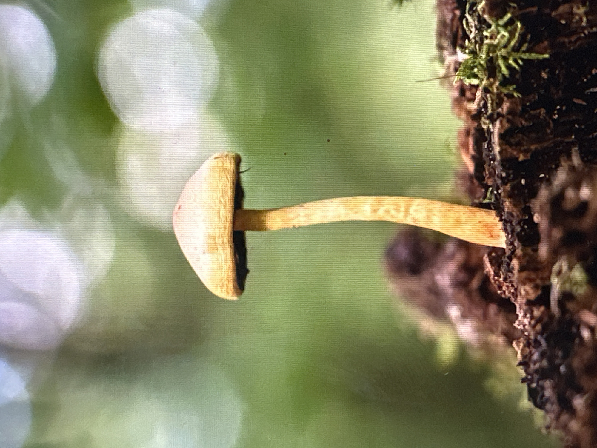 Wild mushroom foraging and forest wildlife in Dilijan, Armenia