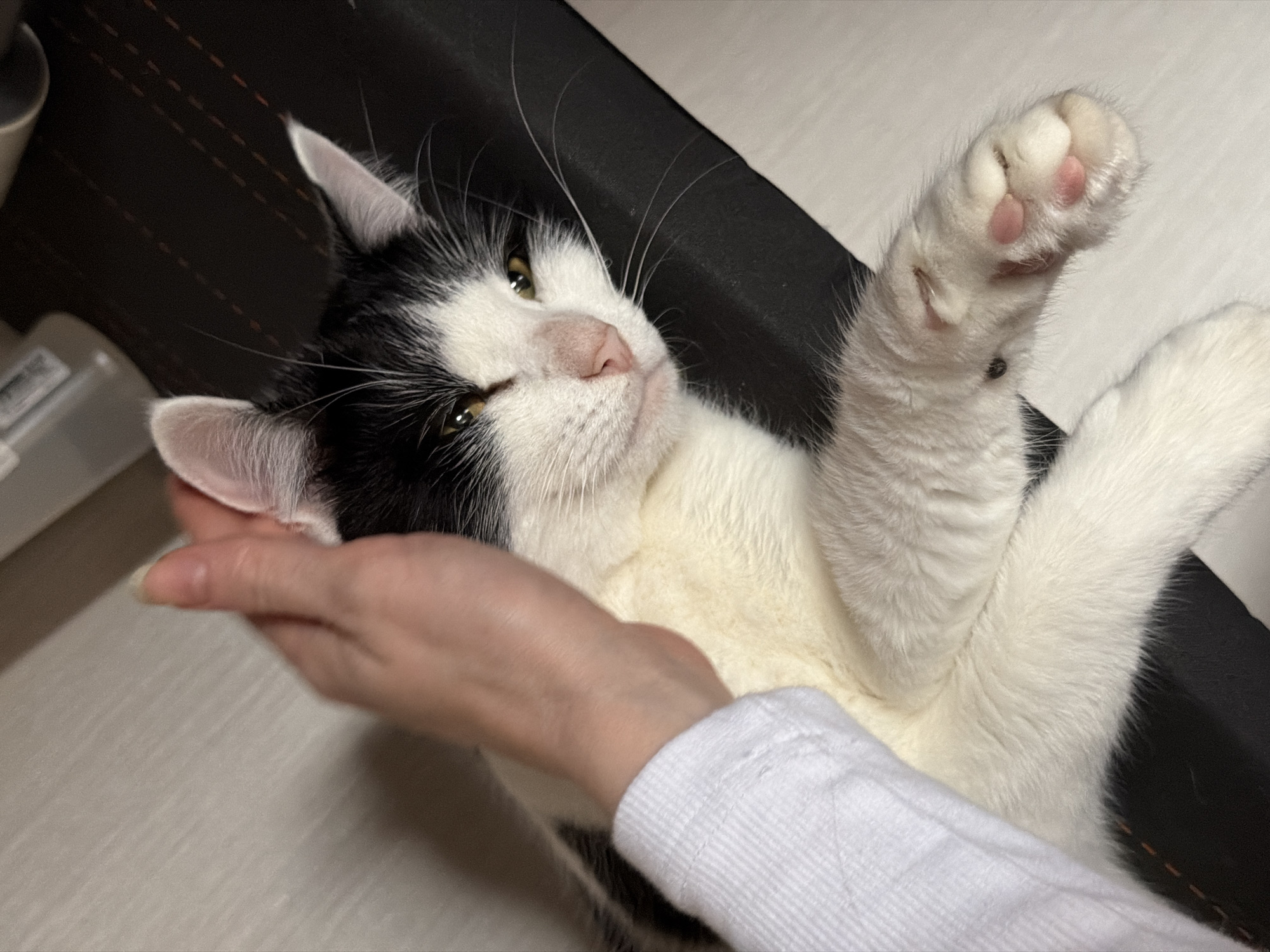 Khimki resident documents cat, diving, artwork in afternoon collection
