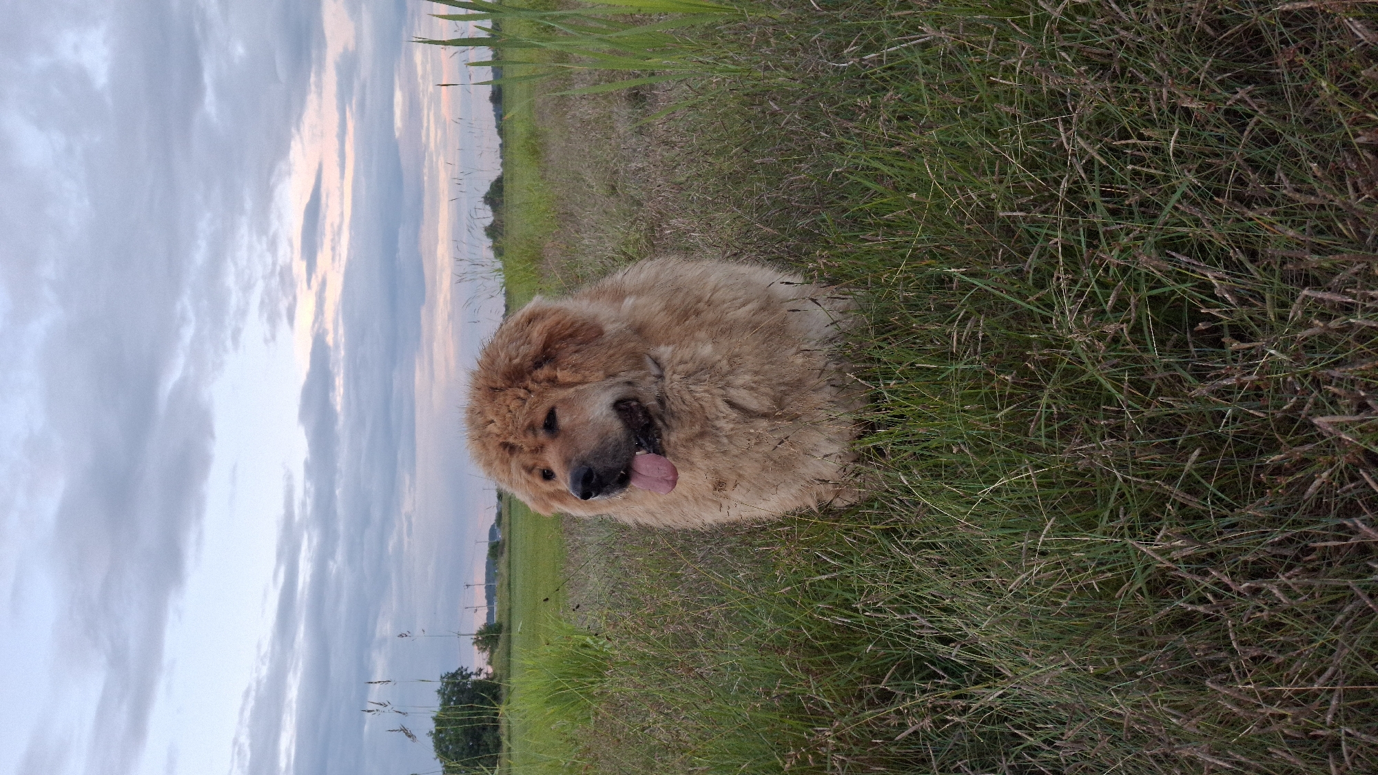Golden retrievers roaming a grassy field at dusk in Kempelevo
