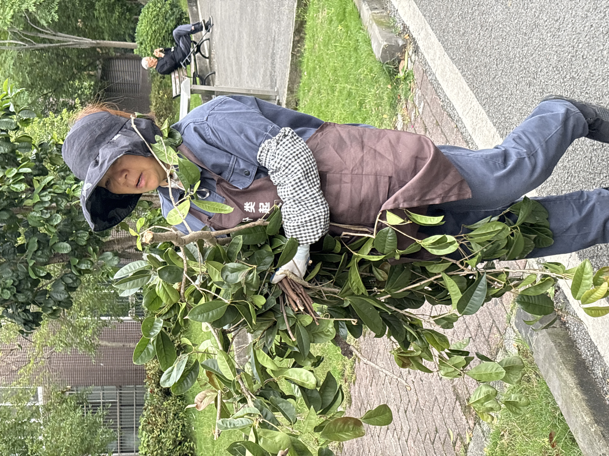 Woman with leafy branches observed on Shapingba District sidewalk