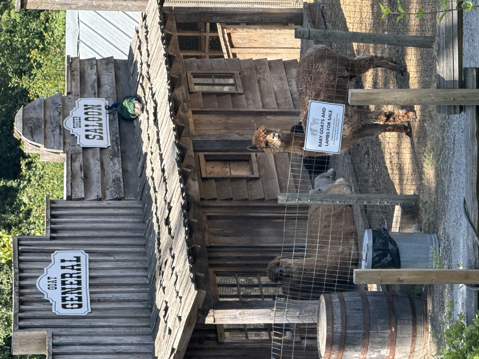 Alpacas and honey at a Central Saanich farm