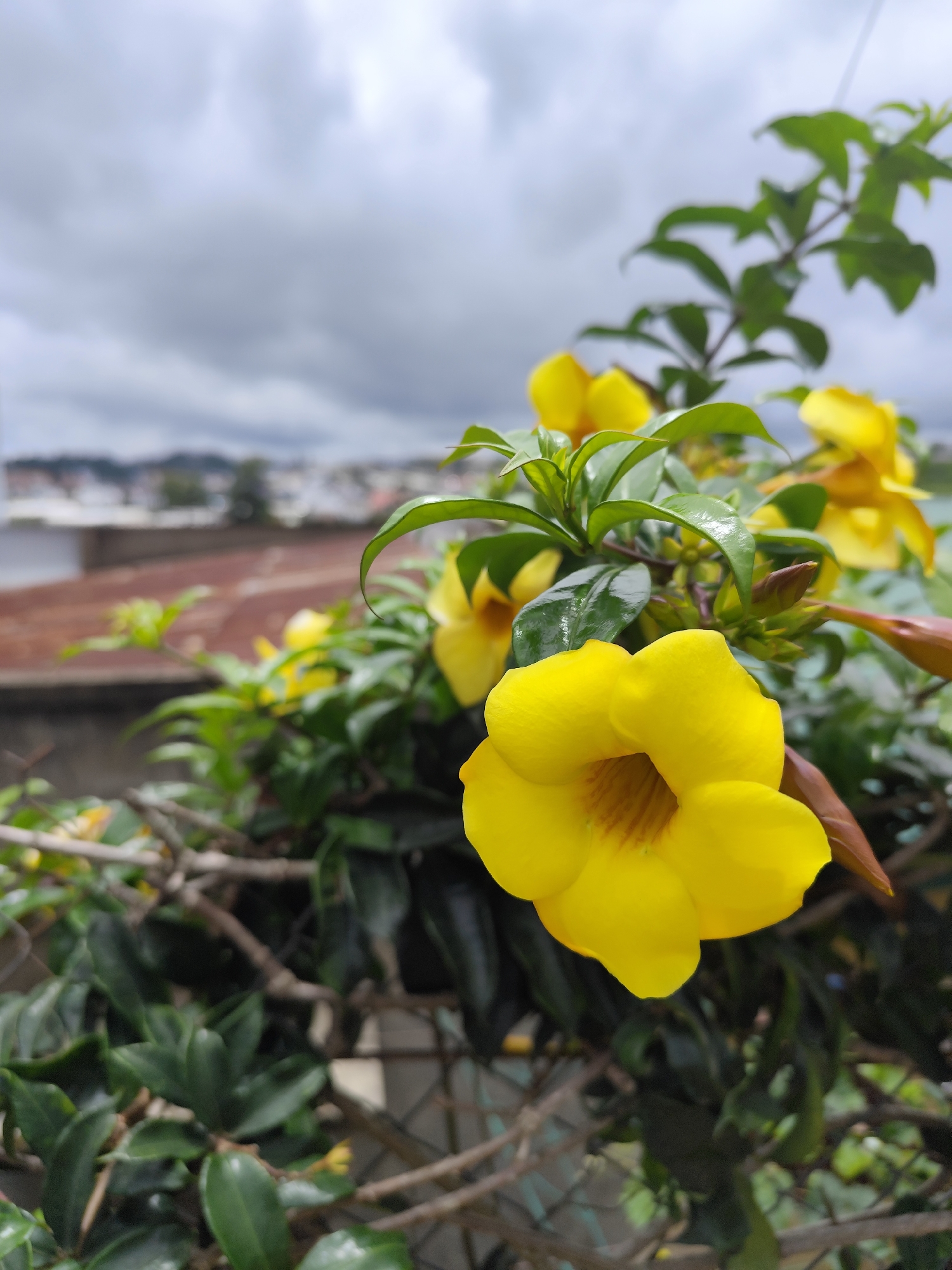 Everyday street scenes and details around Đà Lạt's Lâm Viên area
