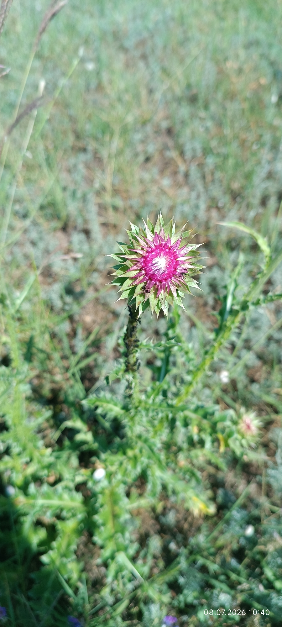 Solar farm visit and wildflower macro shots in Reni, Ukraine