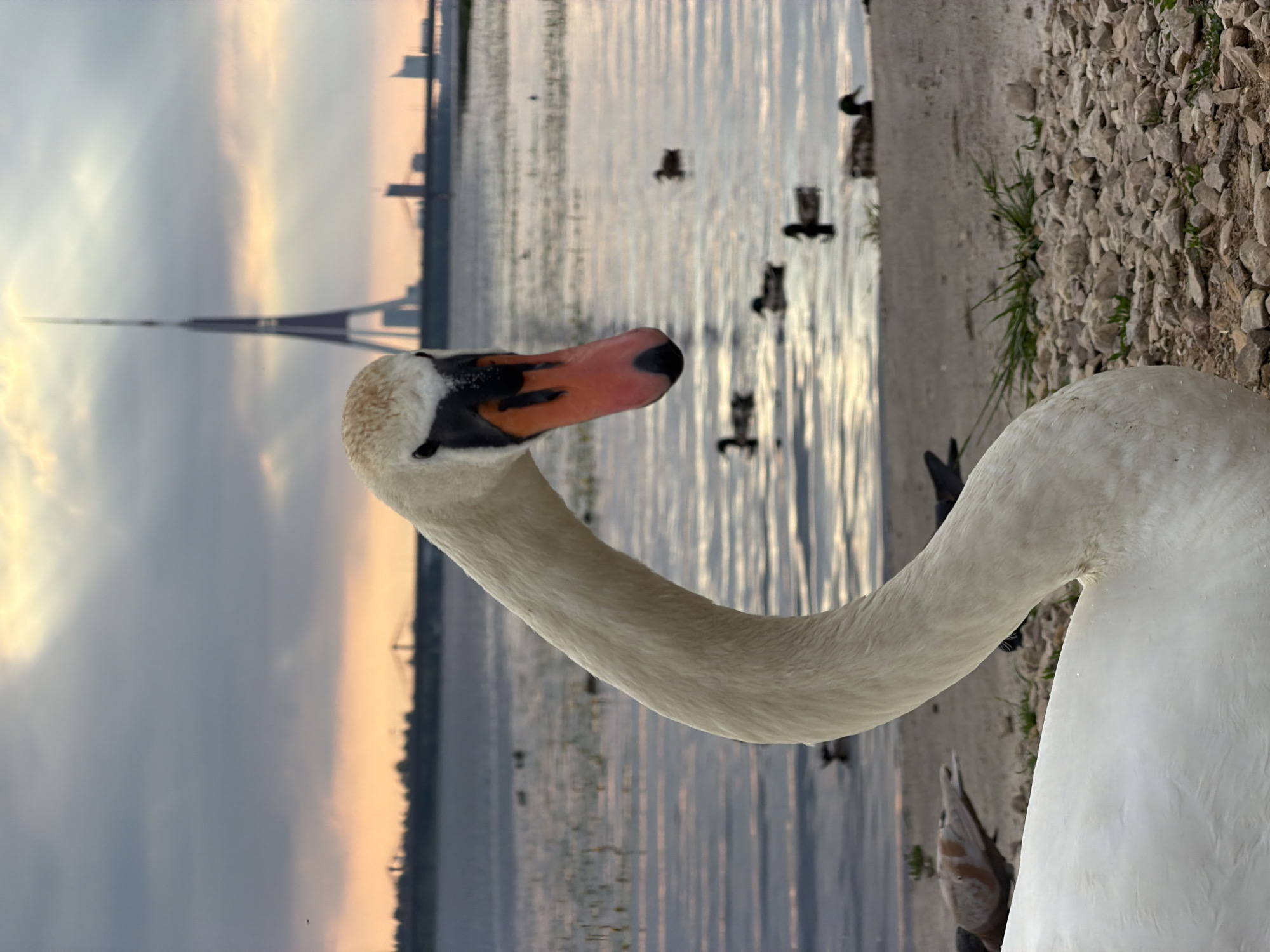 Swans gather along the Daugava River at dusk in Riga