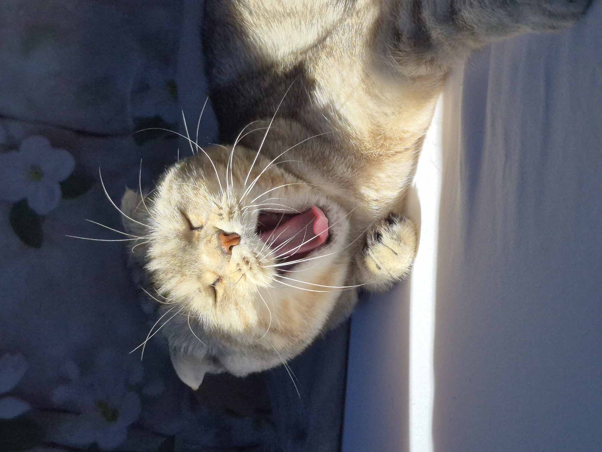 Cats Yawning and Grooming Documented by Independent Witnesses