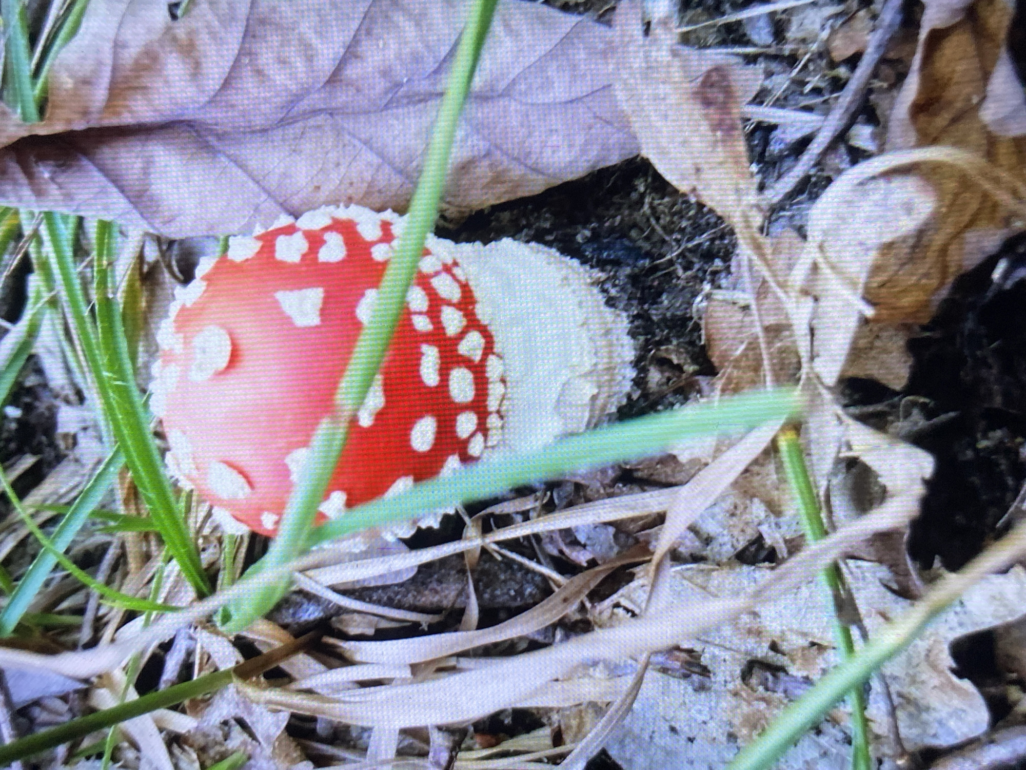 Wildlife, fungi, and scenery from a summer afternoon in Luh