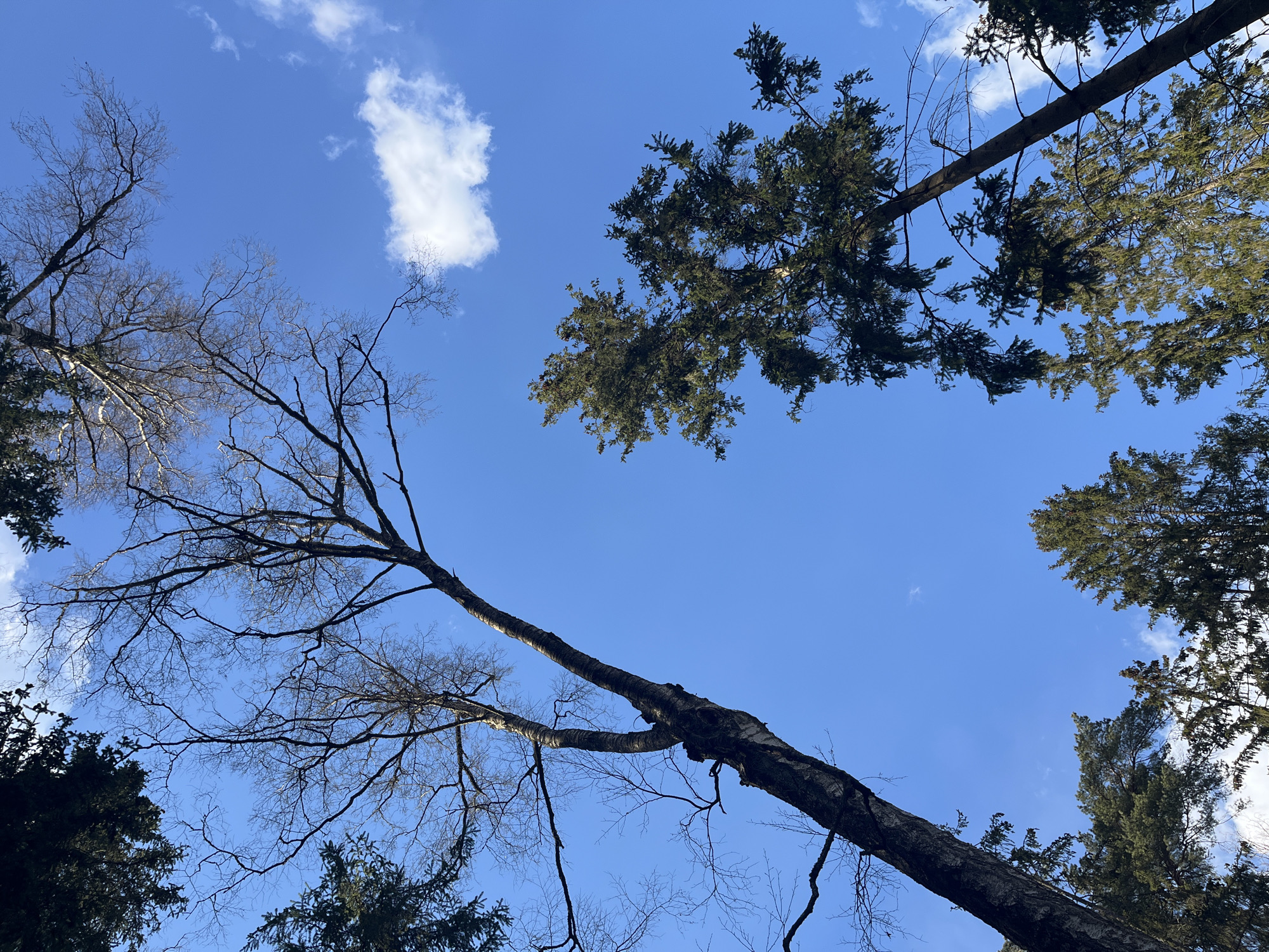 Spring cleanup activities documented in Russian suburban communities