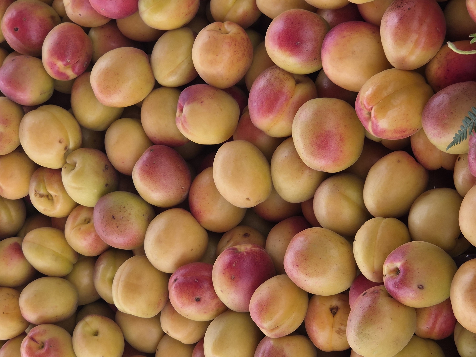 Summer fruit market in full swing, Maltepe, Istanbul