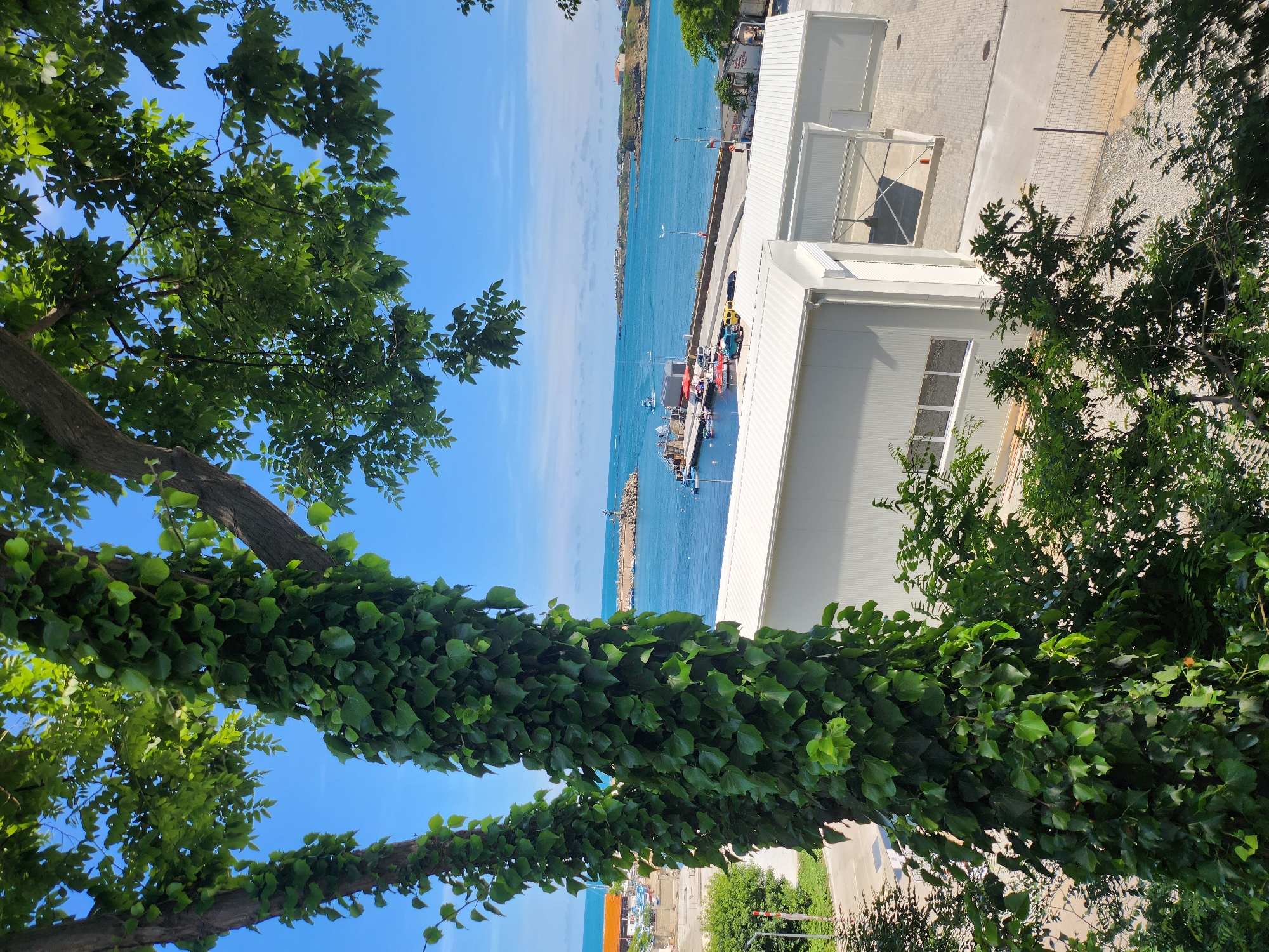 Tsarevo harbor framed through ivy-covered trees on a sunny afternoon
