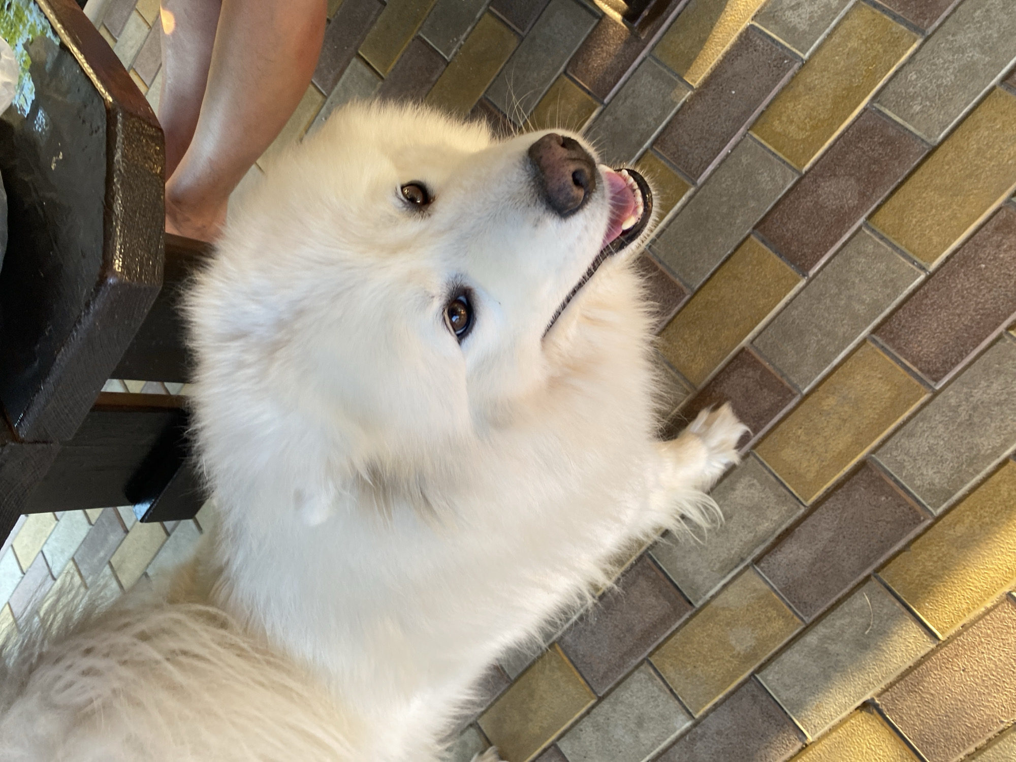 Two Samoyeds lounging and nuzzling on a sunny patio