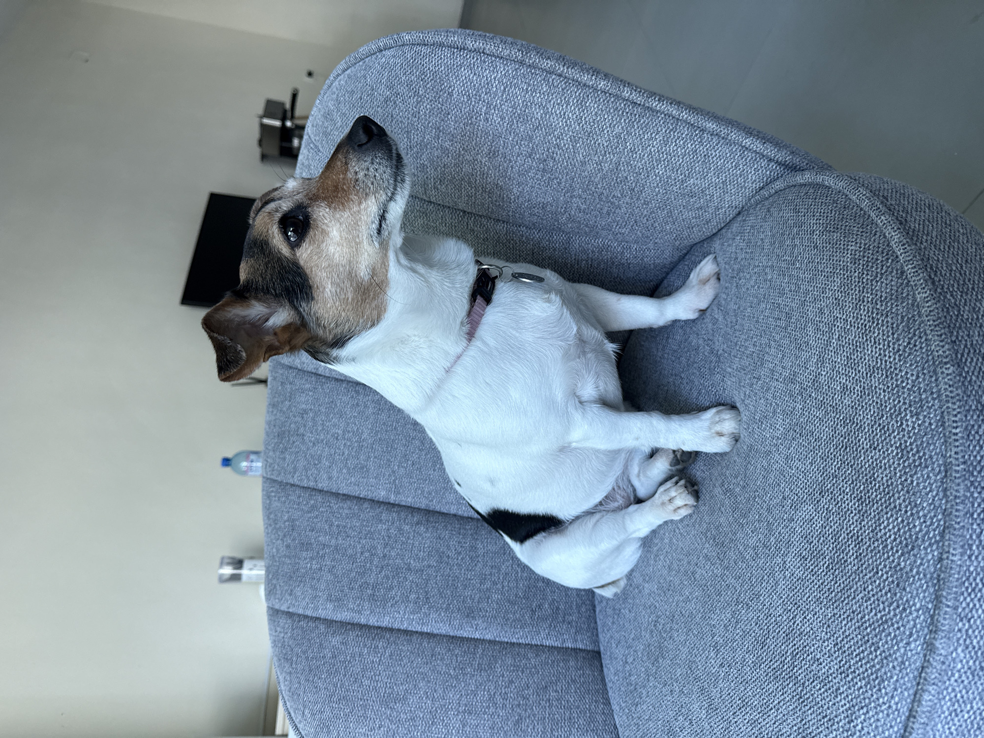Jack Russell Terrier rests on chair in Varna