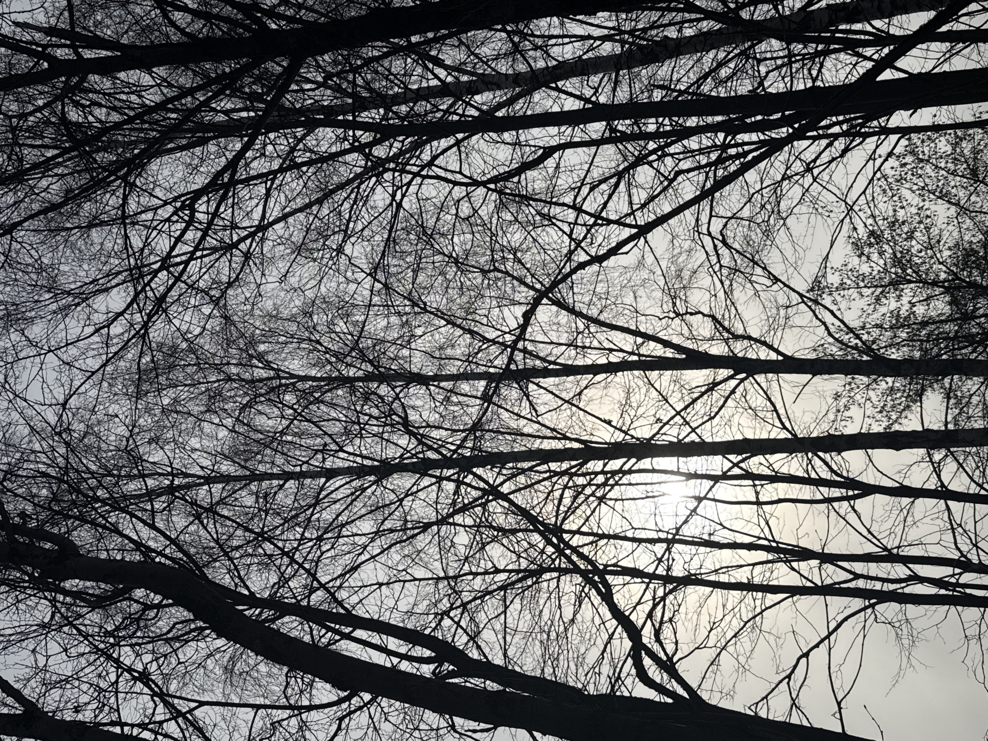 Morning sky view through bare branches captured in Dmitrov