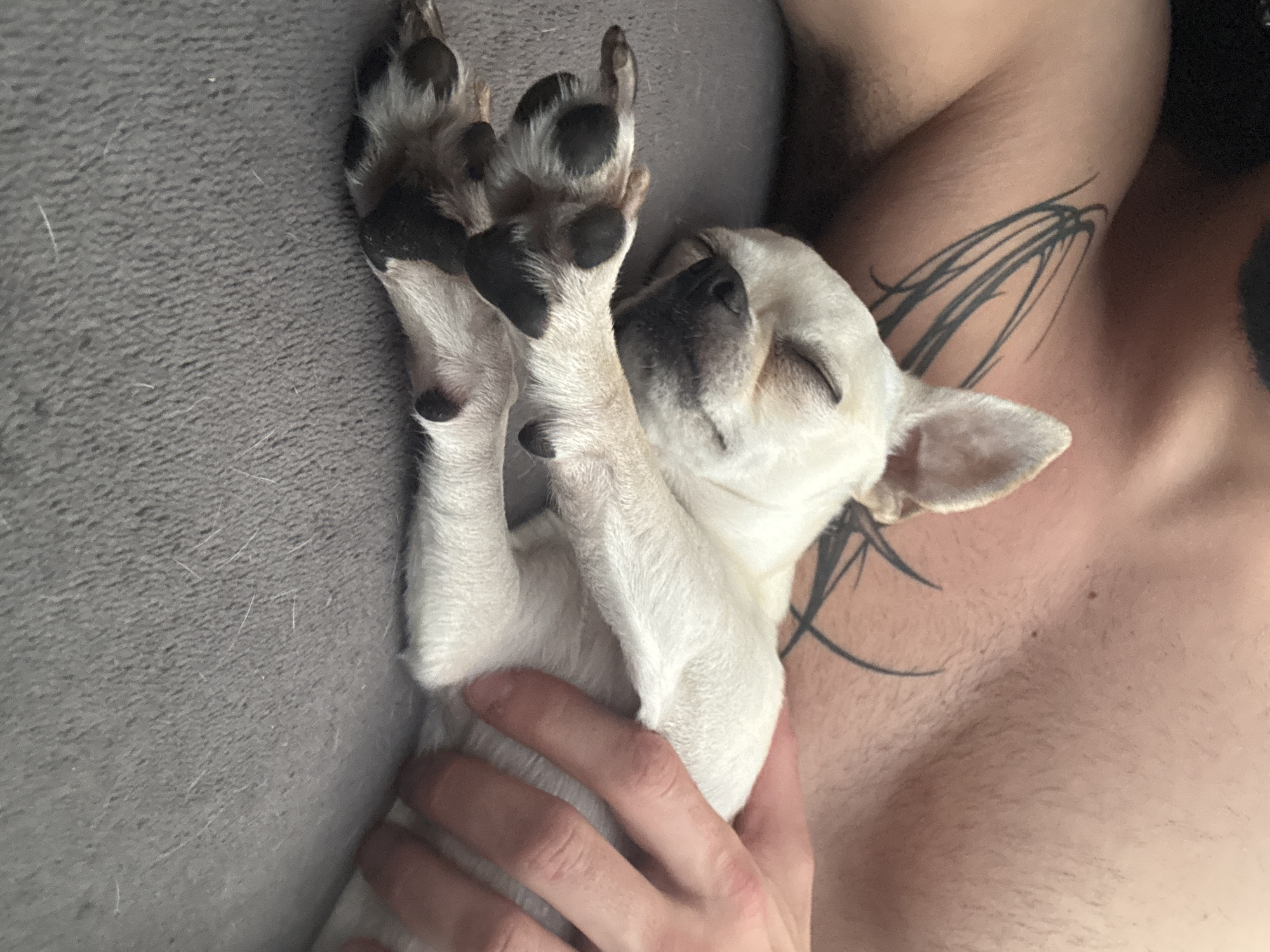 Sleepy chihuahua naps through a Sofia morning