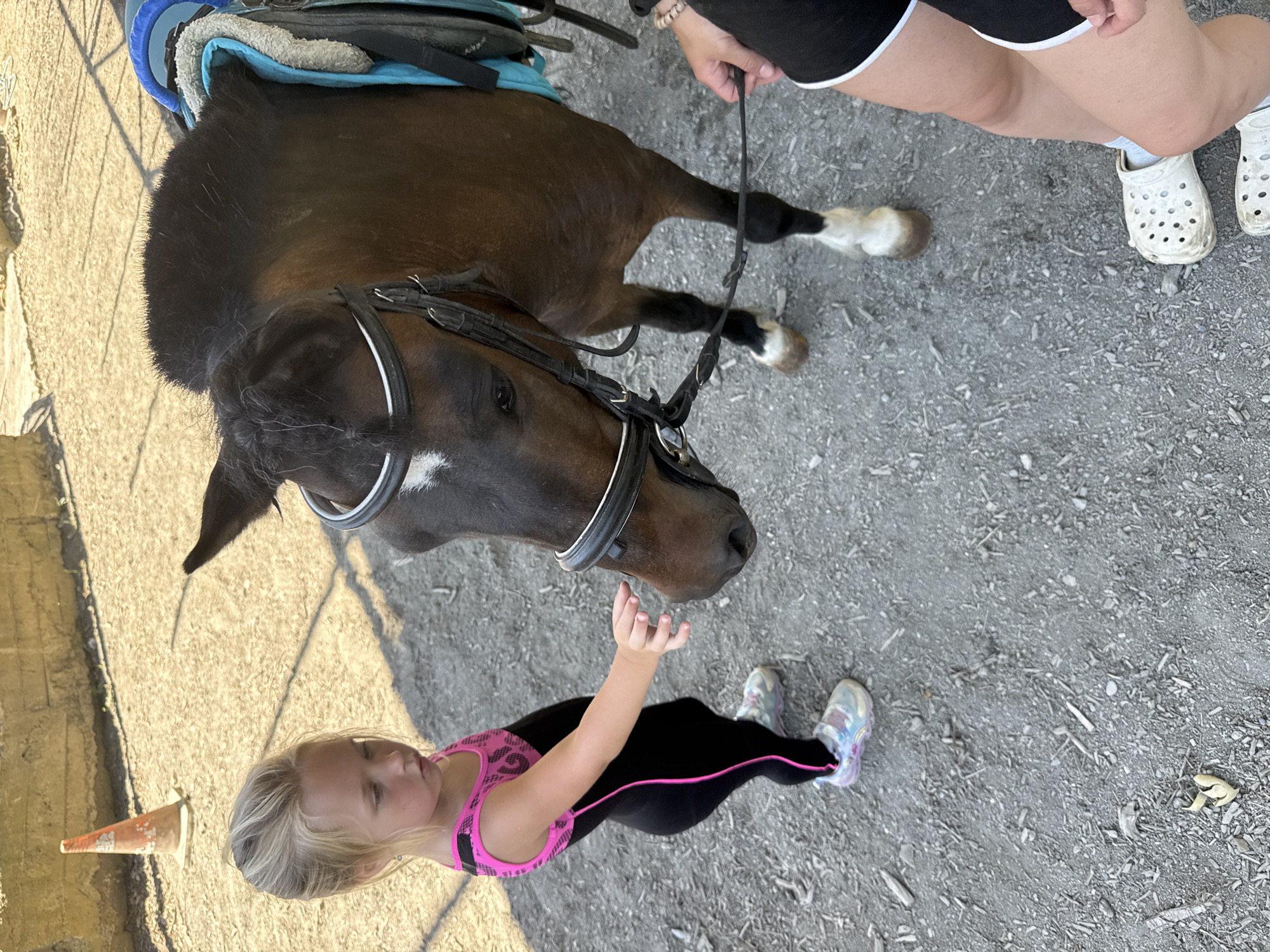 Morning at a Sochi equestrian facility: stalls, riding, and horses.
