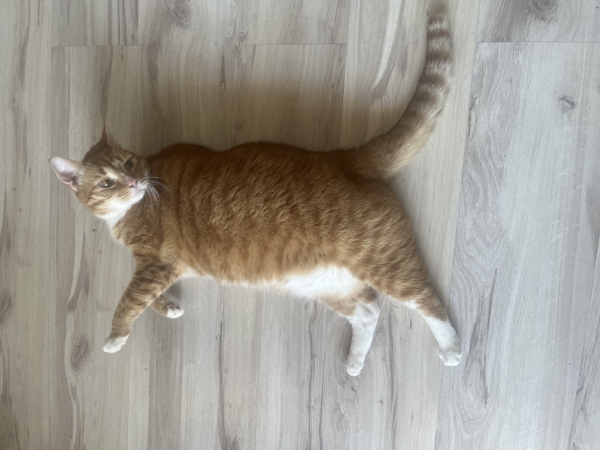 Lazy morning with an orange tabby in a Zabrze apartment