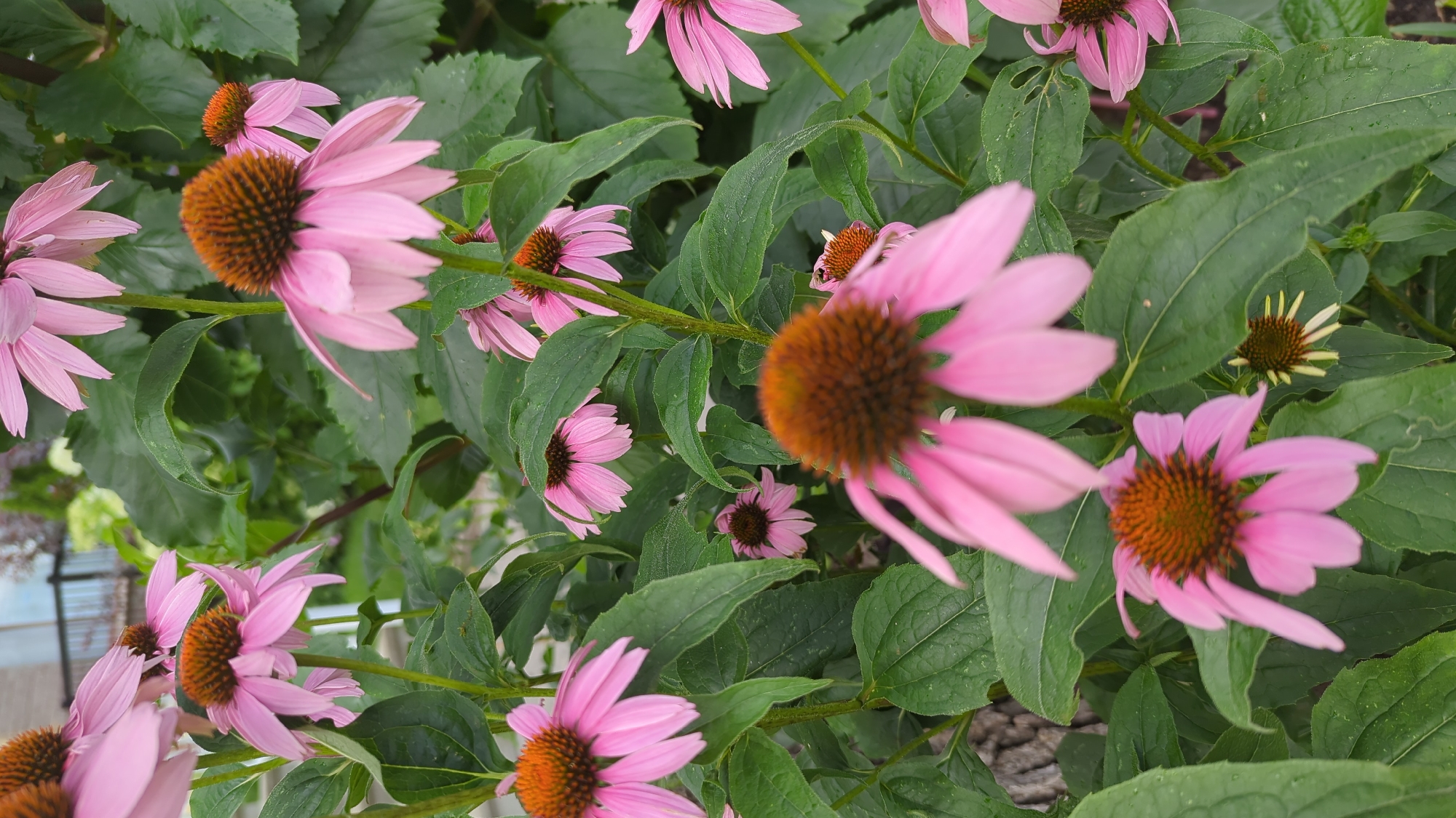 Summer garden blooms up close in Montreal