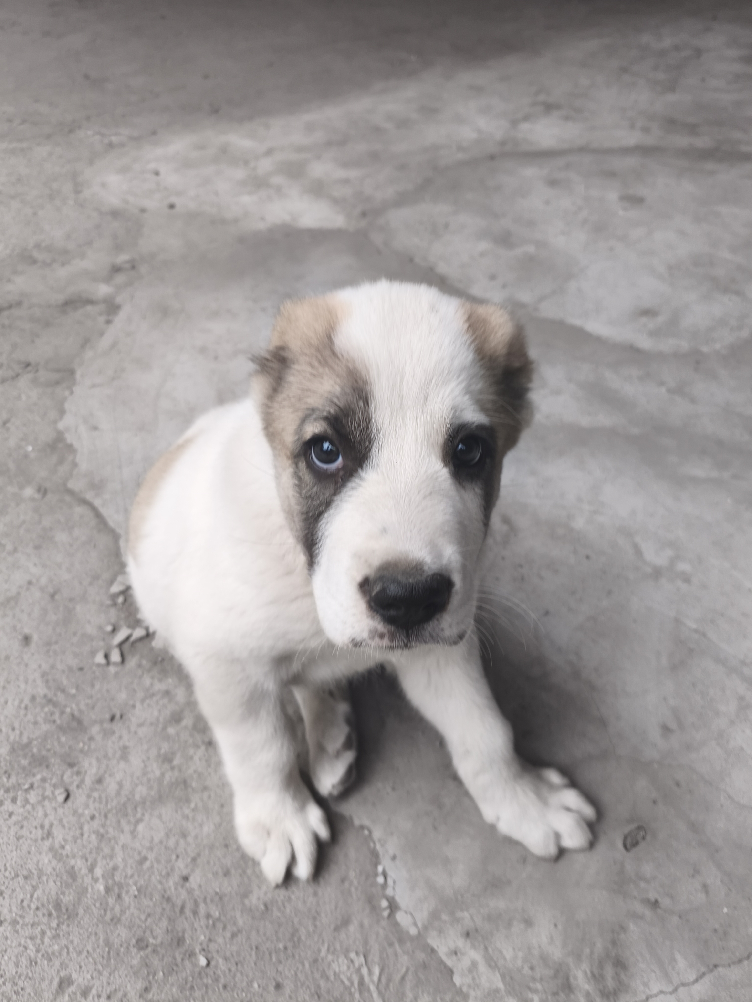 Alabai puppy, a cat, and garden close-ups in Bishkek