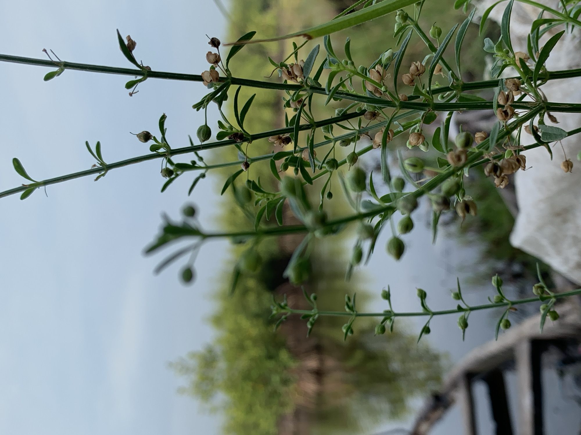 Morning waterway scenes captured in Ibasa, Nigeria wetlands
