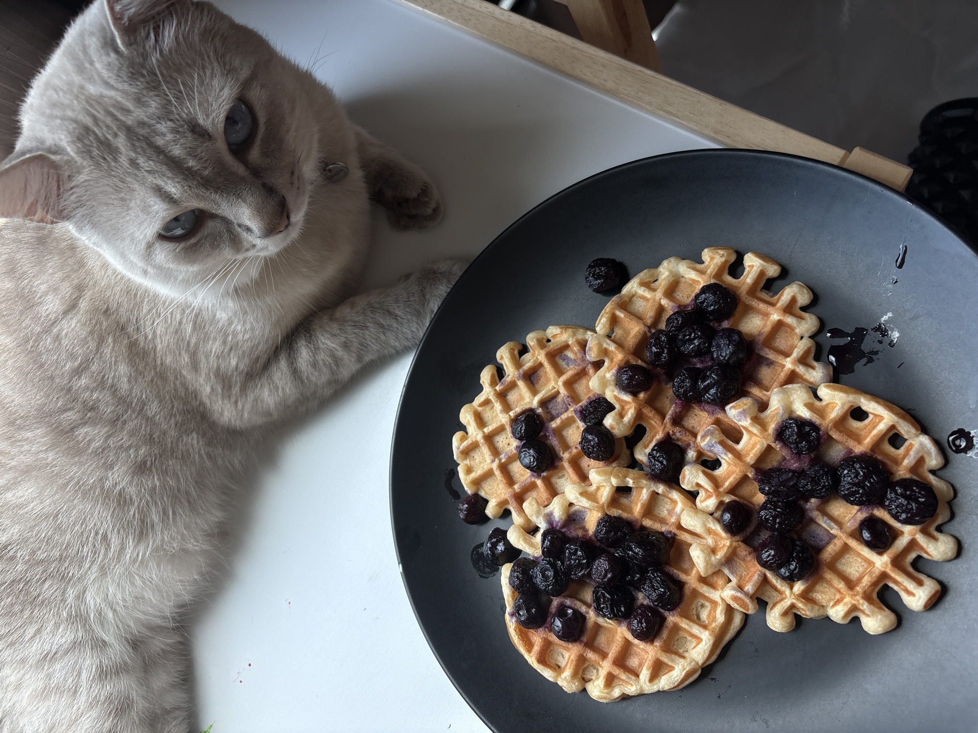 Early morning domestic moments with cat documented in Thailand