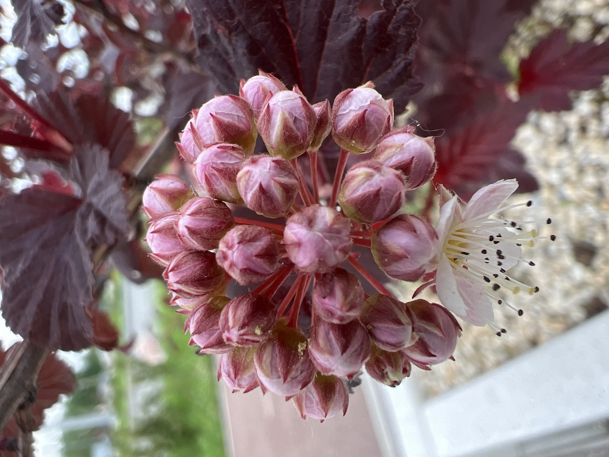 Spring flora documentation walk through Yekaterinburg captures blooming season
