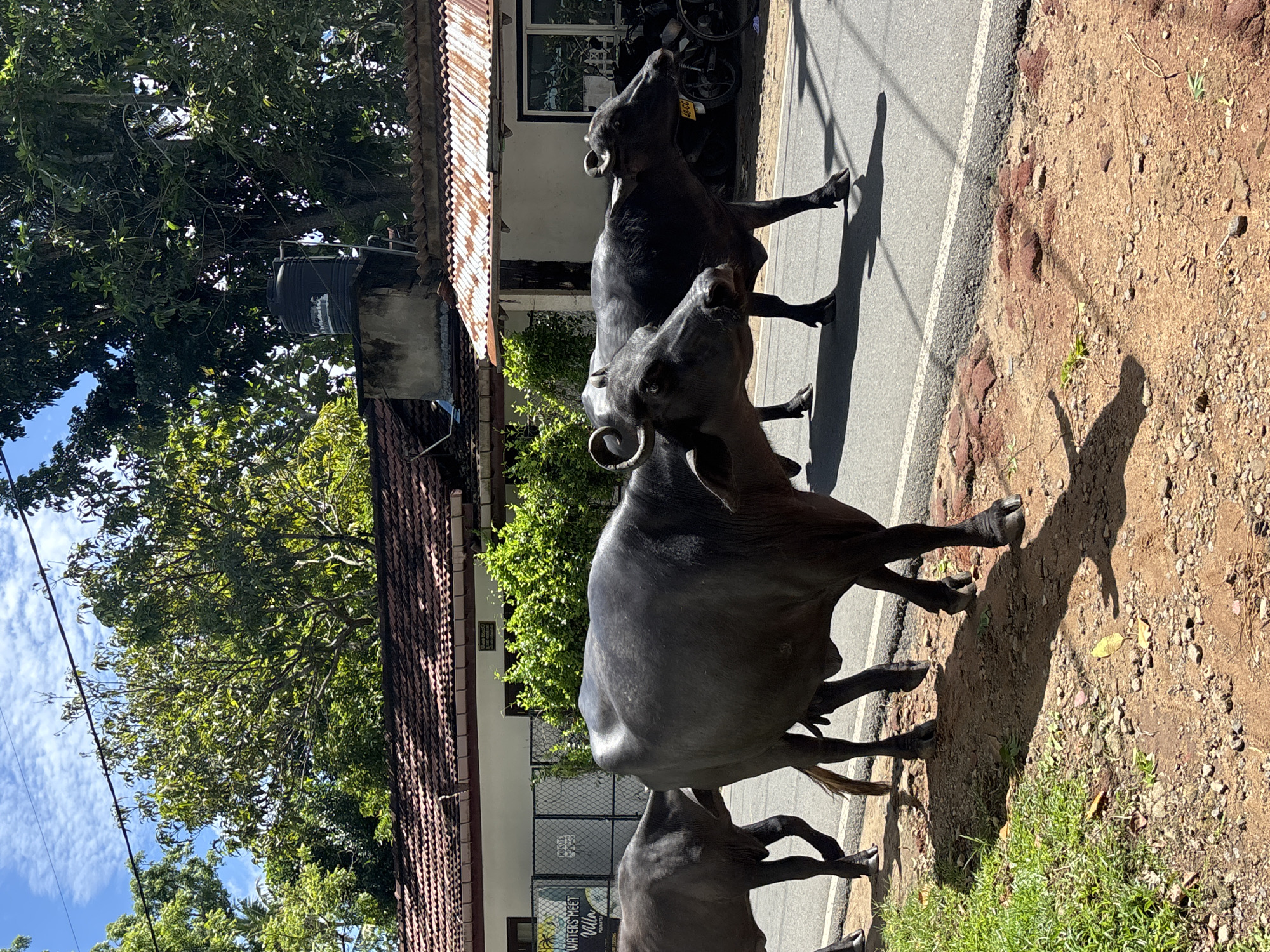 Water buffaloes share road with traffic in Kadewatta, Sri Lanka