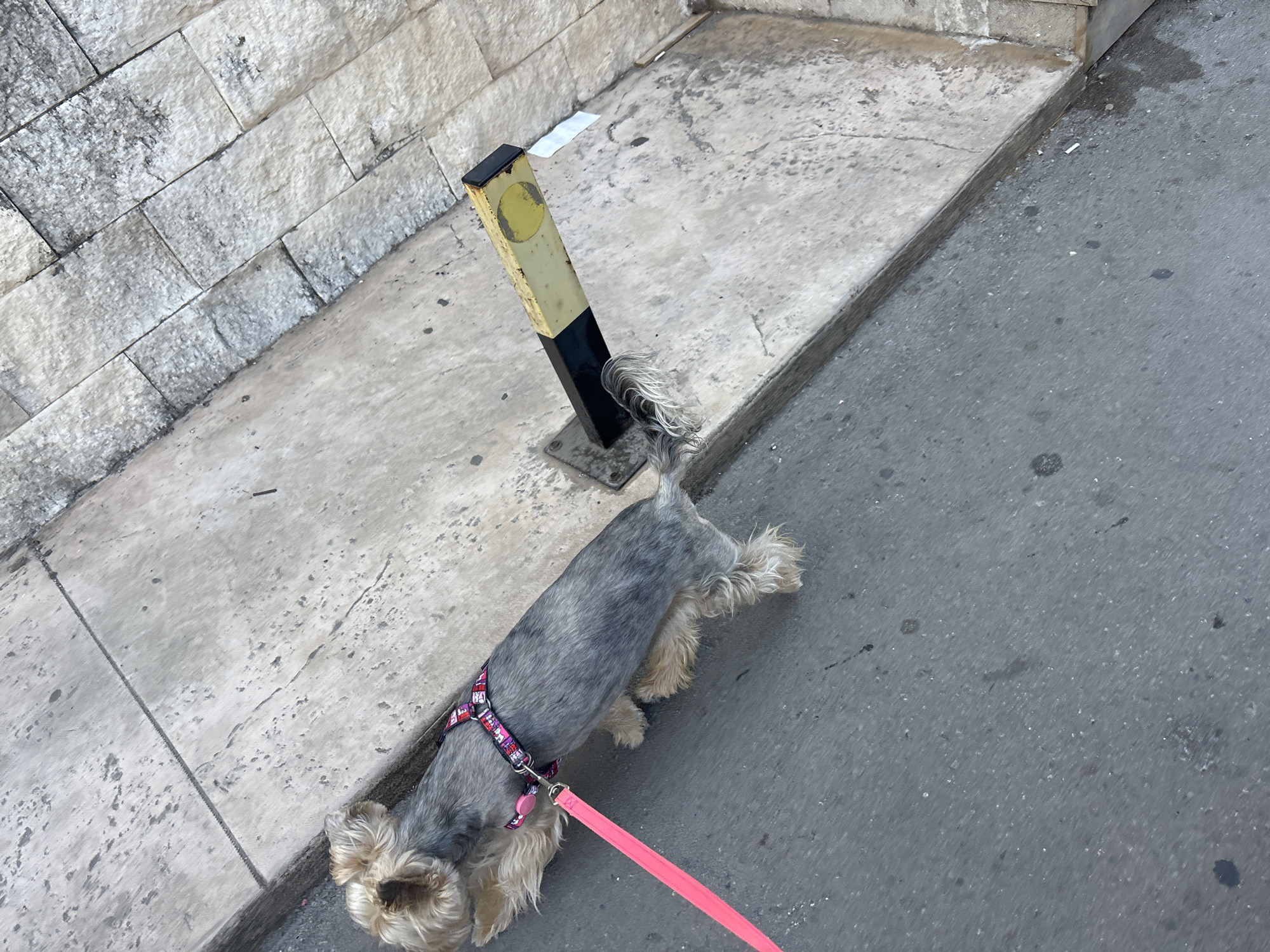 Morning dog walk through Budva streets, back home after.