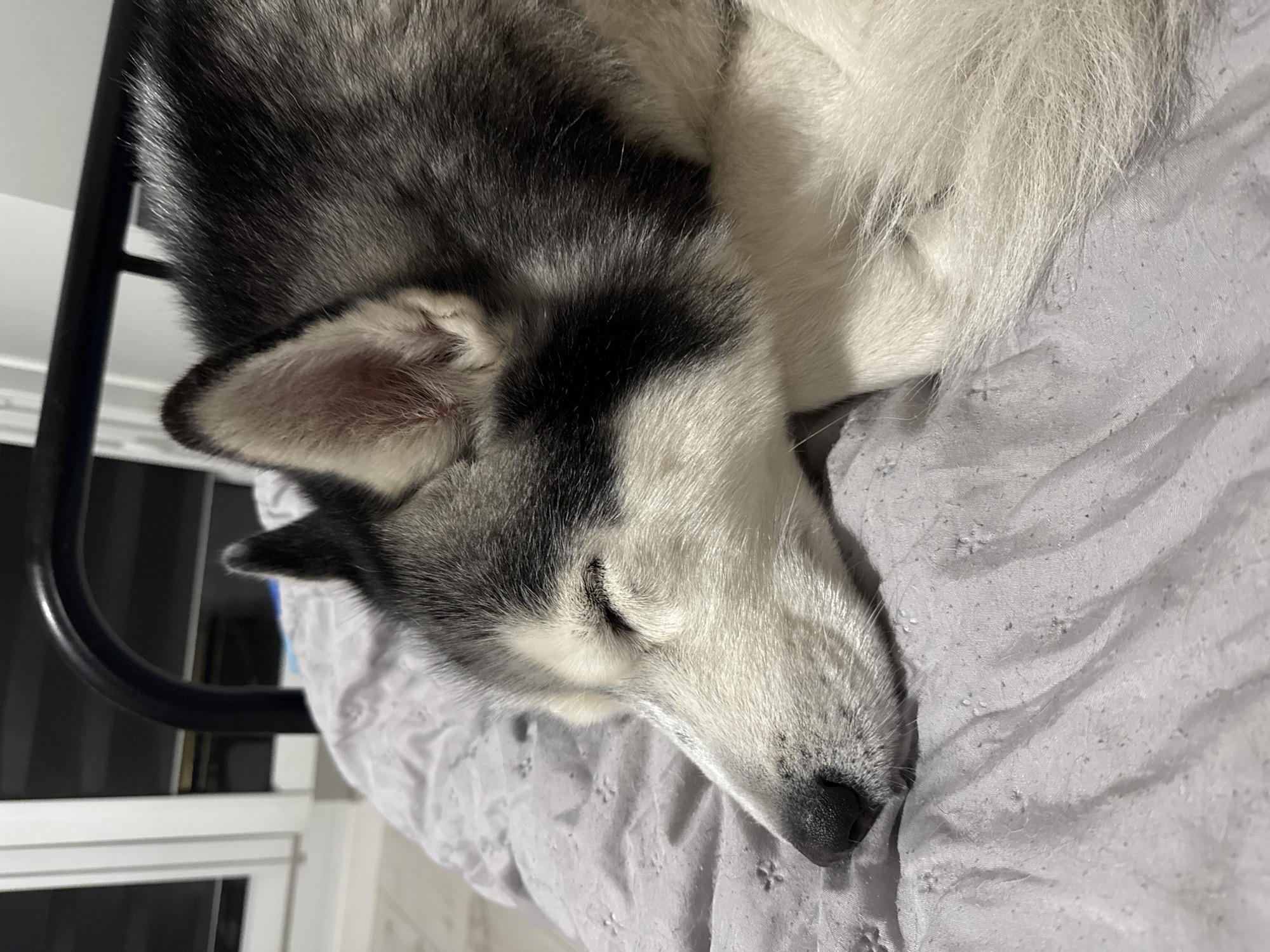 Domestic scenes captured: sleeping dog, dessert, suitcase, houseplants