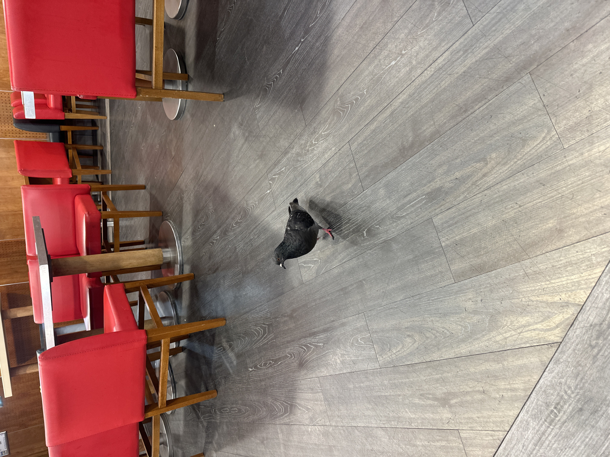 Pigeon spotted wandering inside Paris cafe during lunch hour
