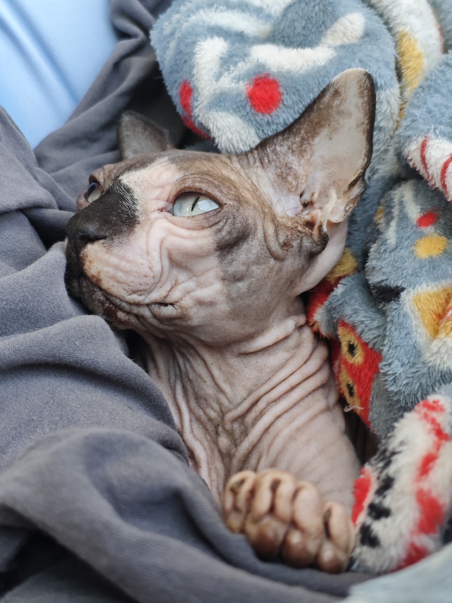 Pet owner documents quiet morning with Sphynx cat, German Shepherd