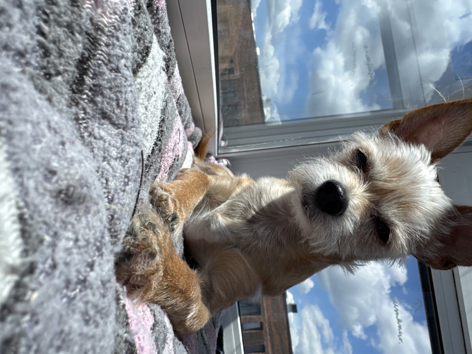 Dog lounges by window on a grey Laikovo morning