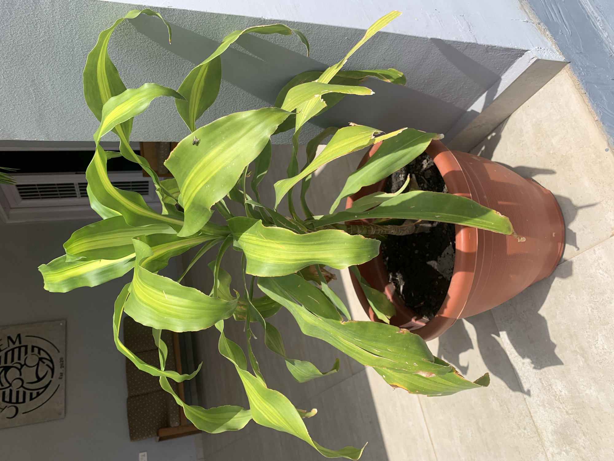 Midday at home in Jos: plants, desk life, and cloudy skies