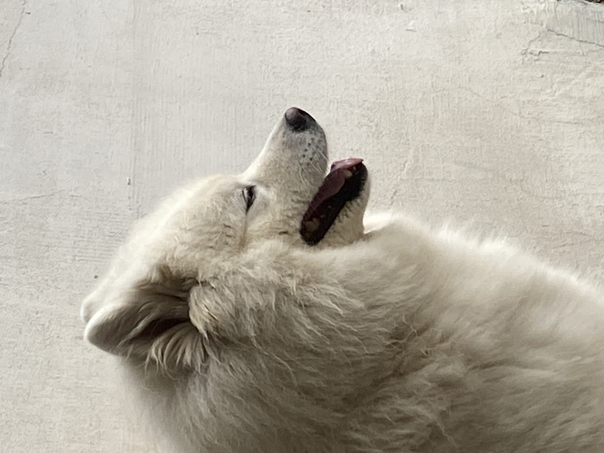 Samoyed takes it easy on a tiled patio