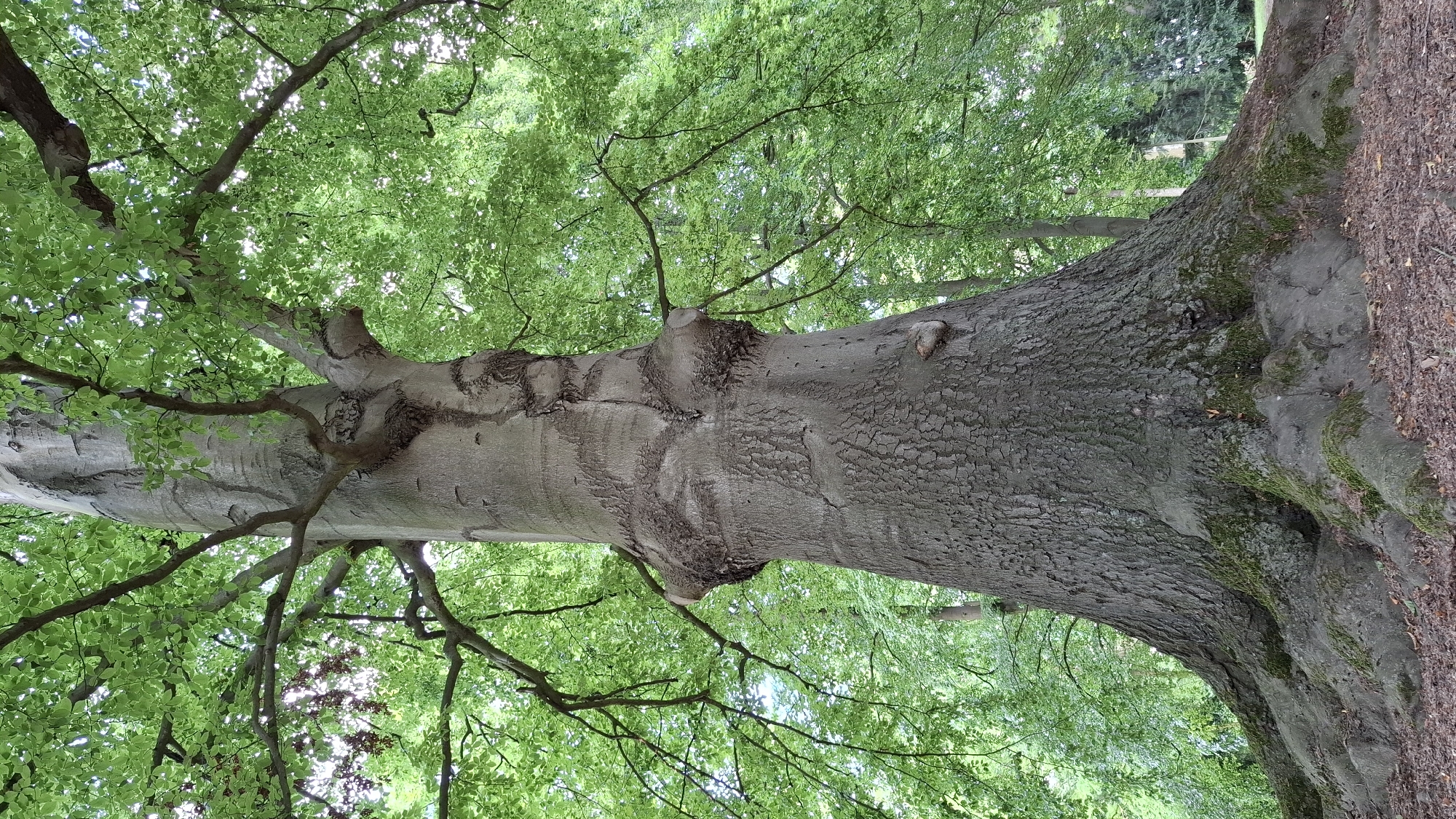 Outdoor sculpture trail through a Cologne park, summer 2026