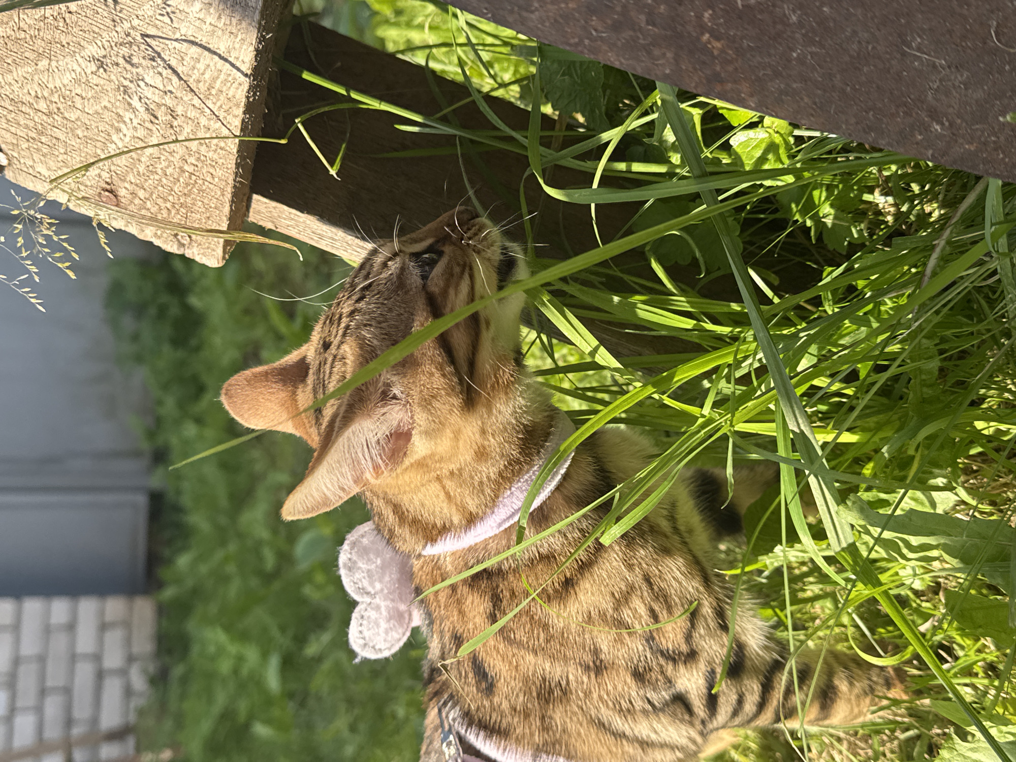 Leashed tabby cat explores a backyard in Rzhev, fully accessorized