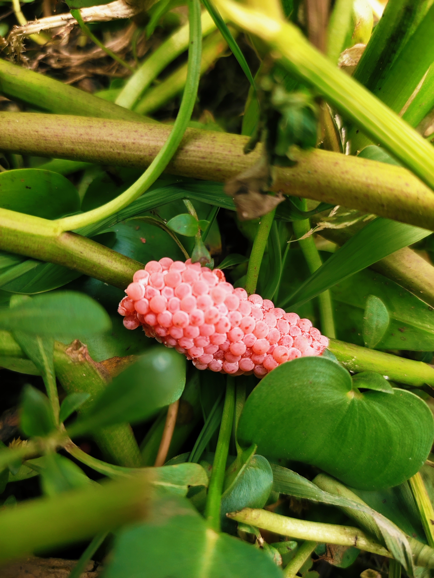 Nature photography captures snail eggs, flowers in Indonesian marsh