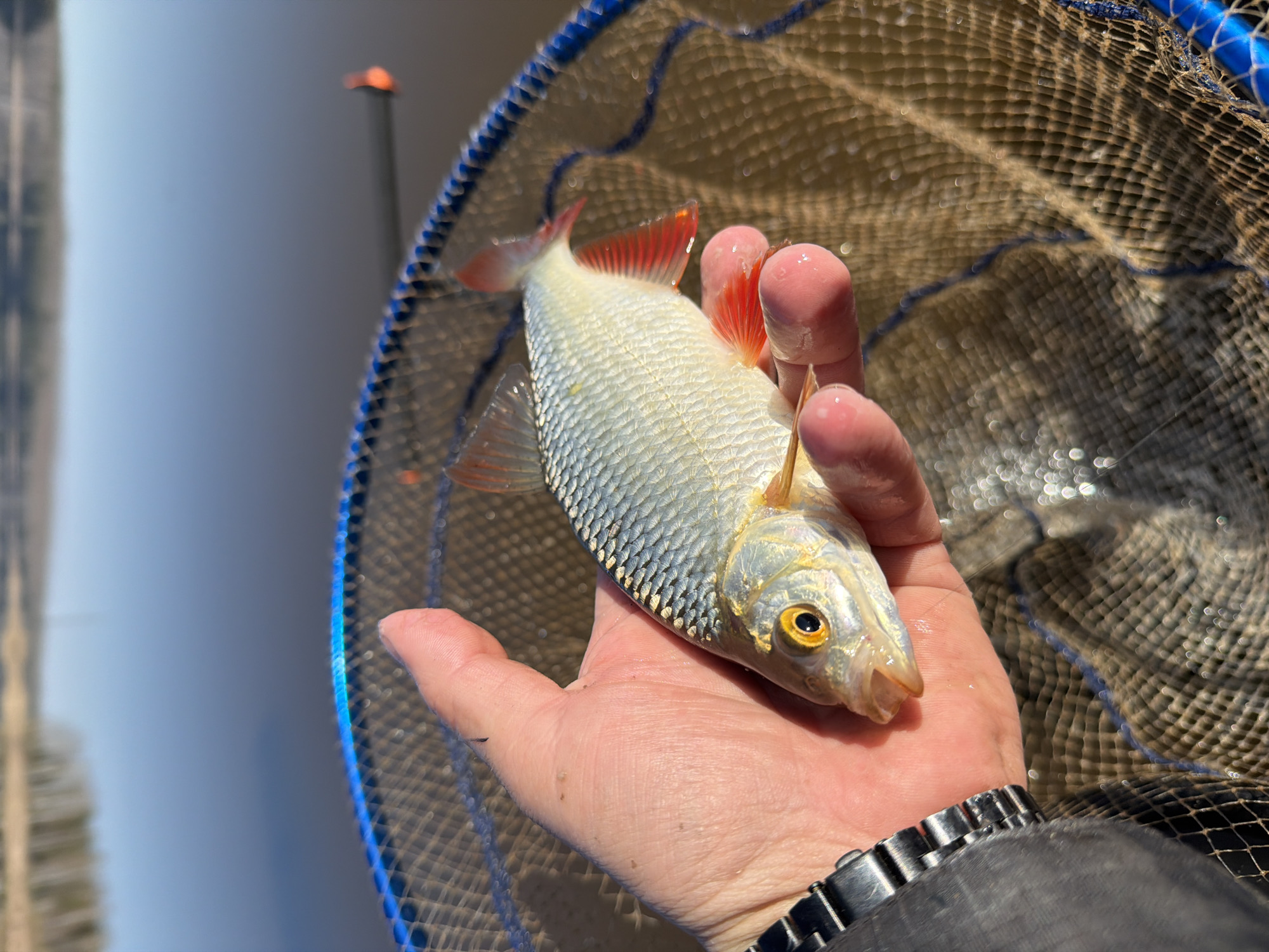 Early morning fishing success captured in Chaikovsky, Russia